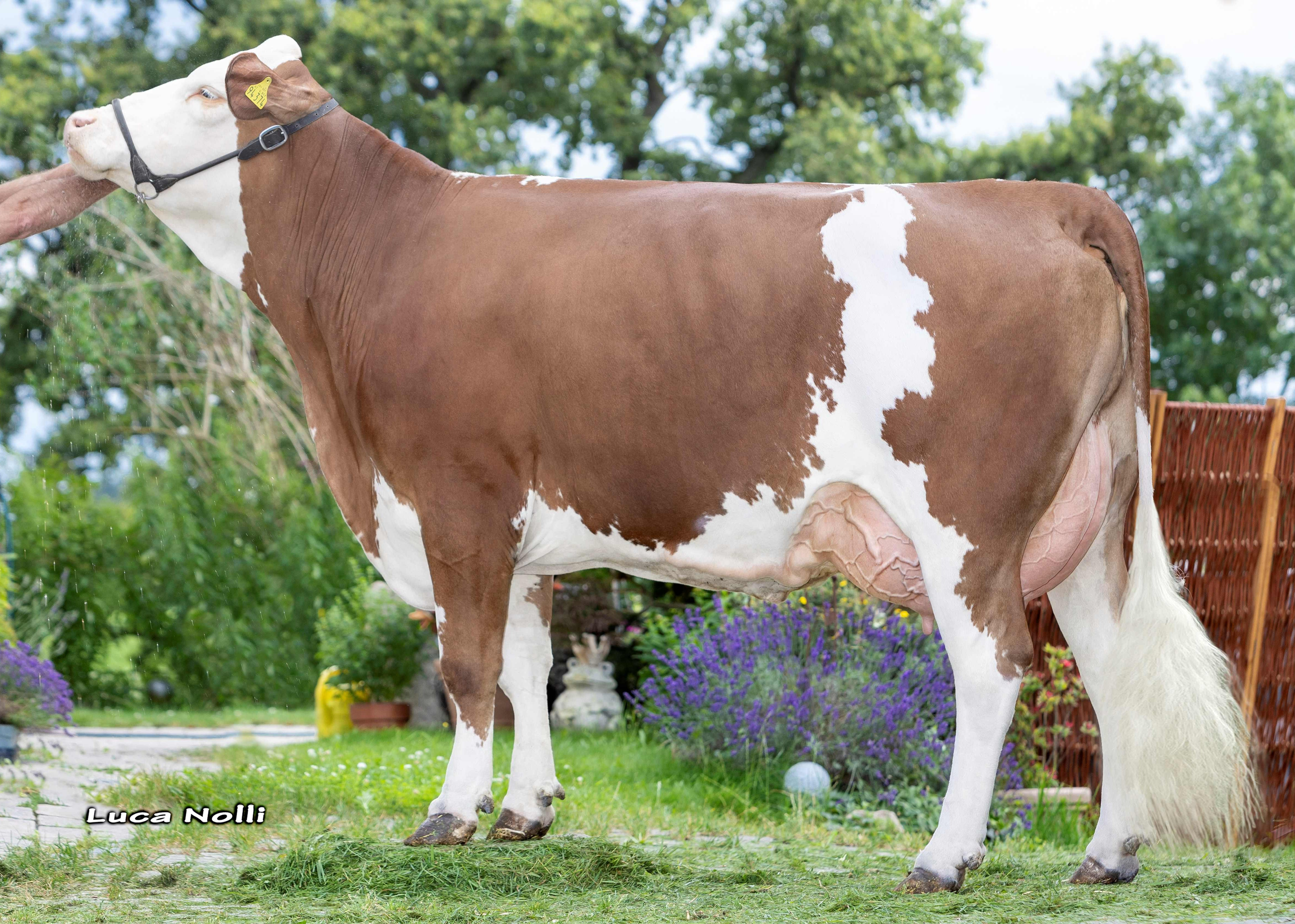 CZlly Pp, Dam of Hofit Pp, 1st calf ScheSchu Genetik