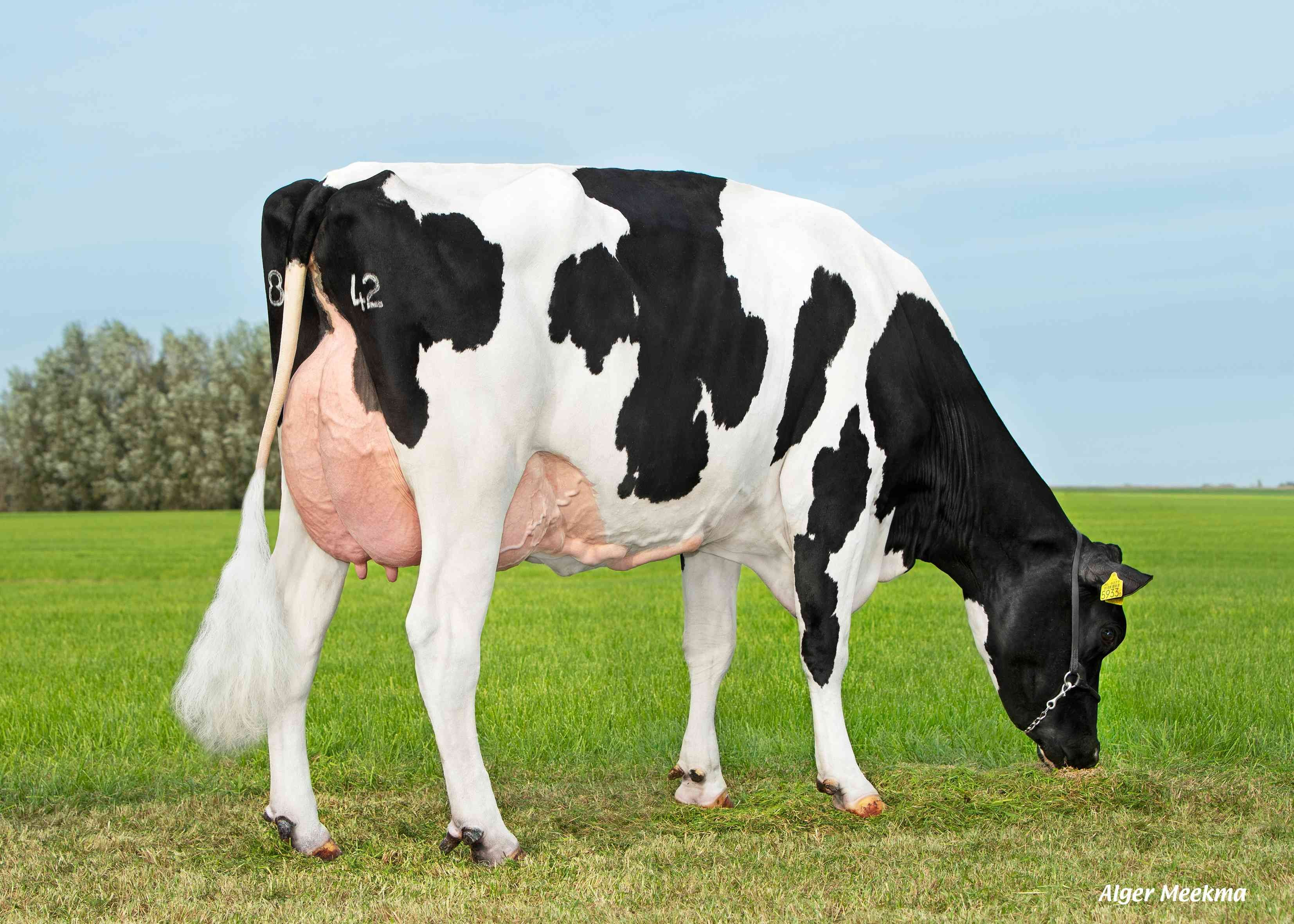 Delta Revue  (v: Tornado) eig.: Melkveebedrijf van Berkum, Elahuizen