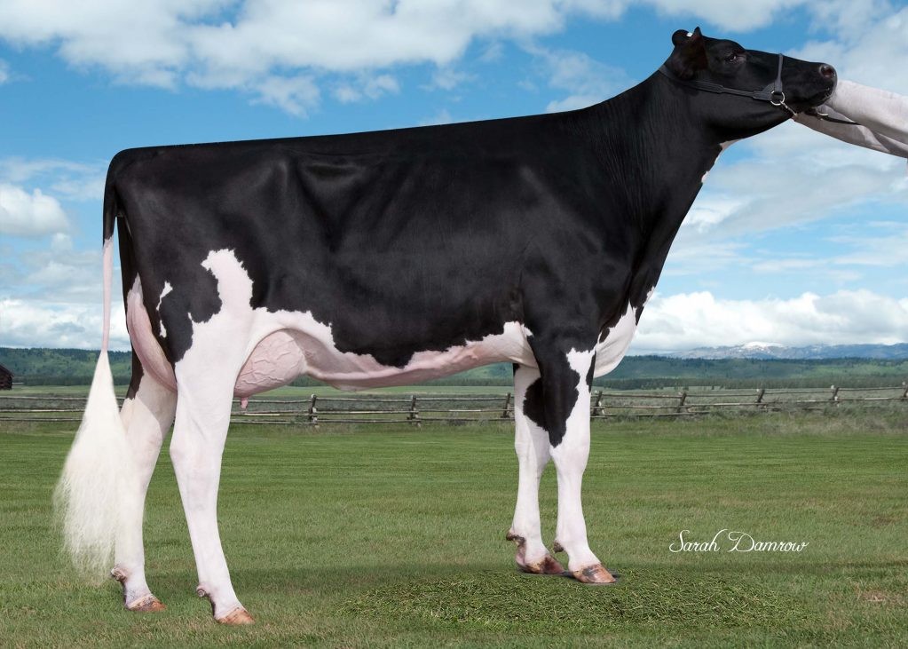 Harvue Tango Evies Diamond DOM, MGGD of Zaz