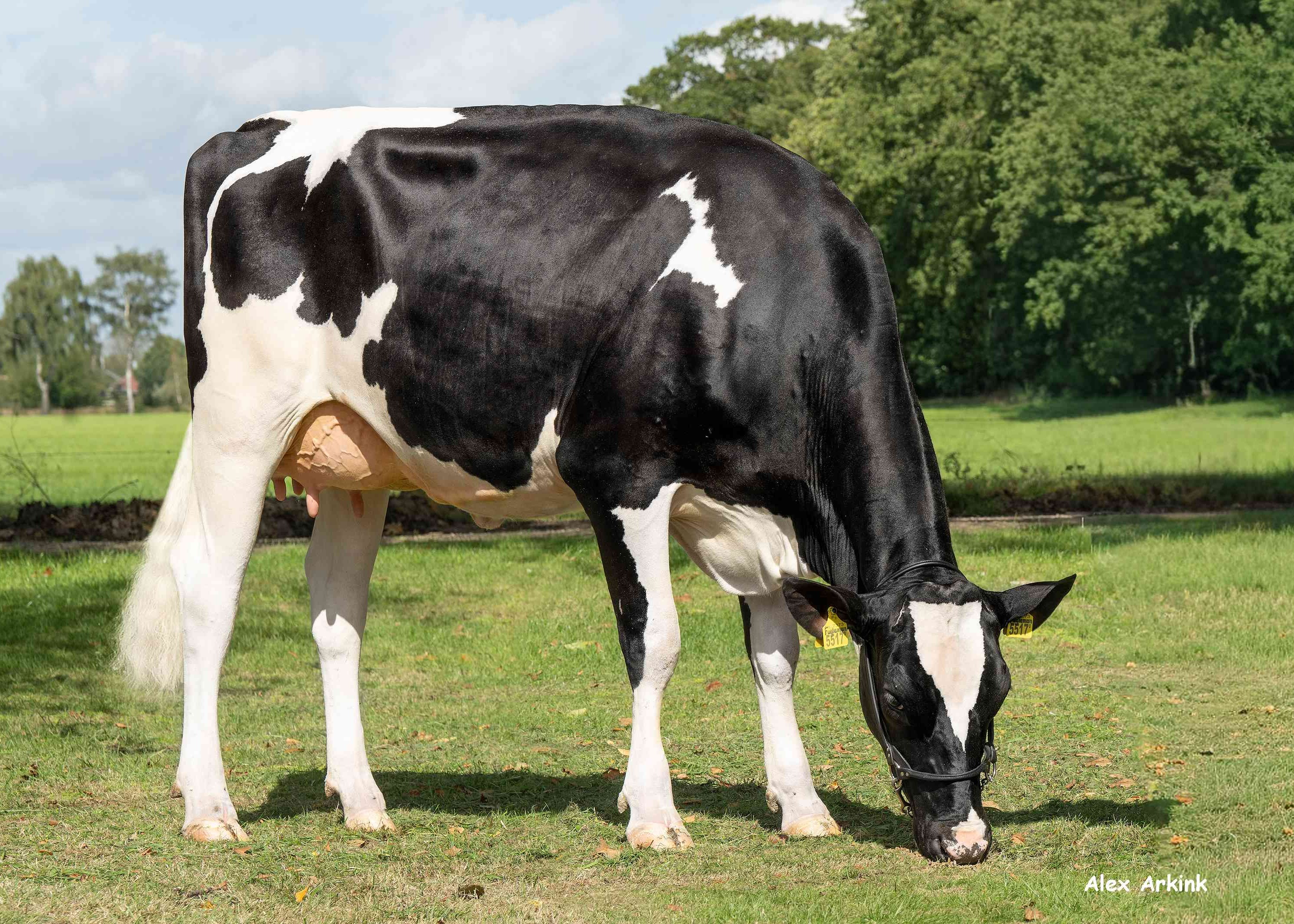 Zandenburg Fugleman Dellia (s. Fugleman) owner: Sommers Melkveehouderij VOF, Elsendorp