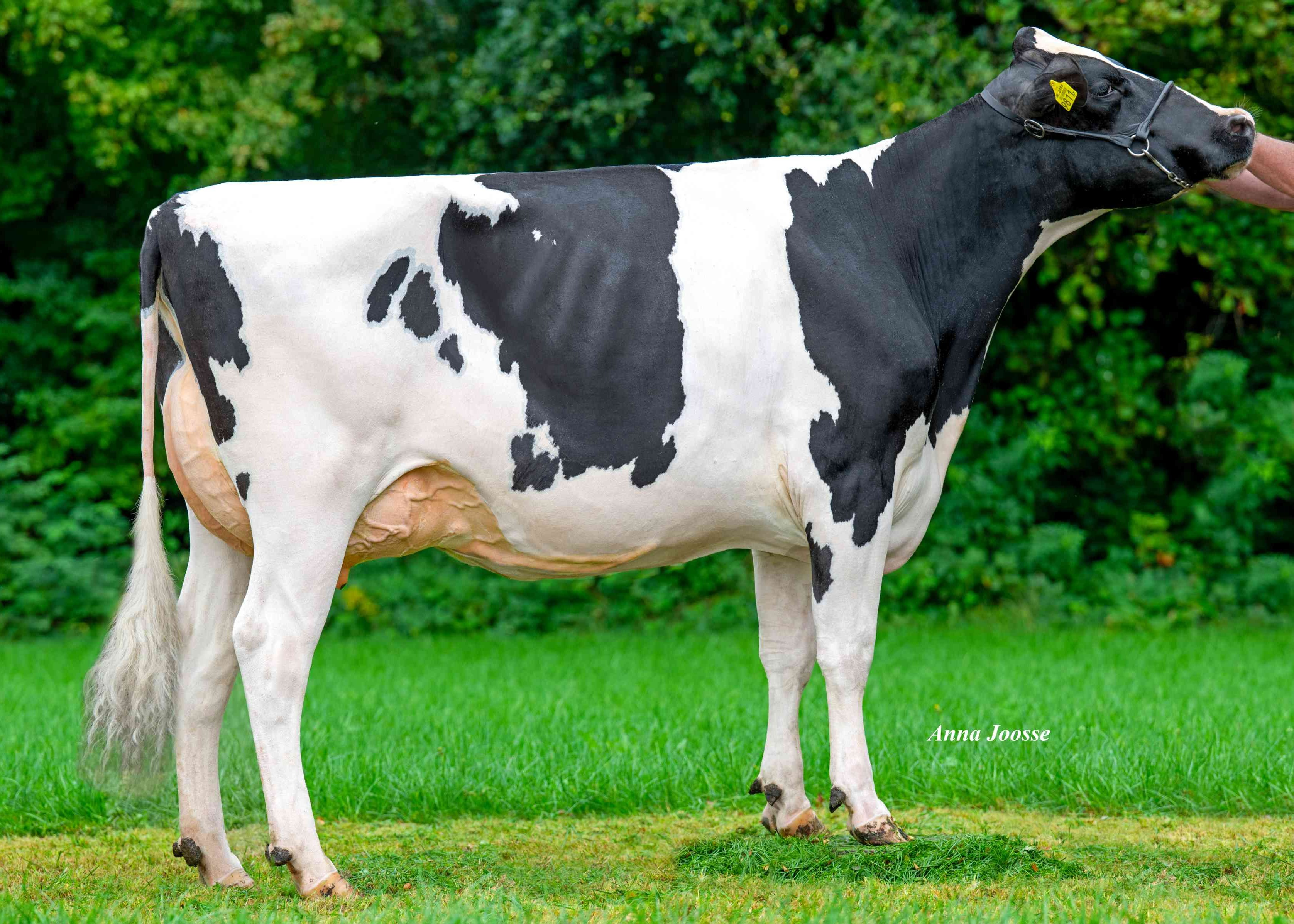 Broekhuizen Petra 52 (Full sister Peter P) owner: Melkveebedrijf De Broekhuizen, Dalfsen