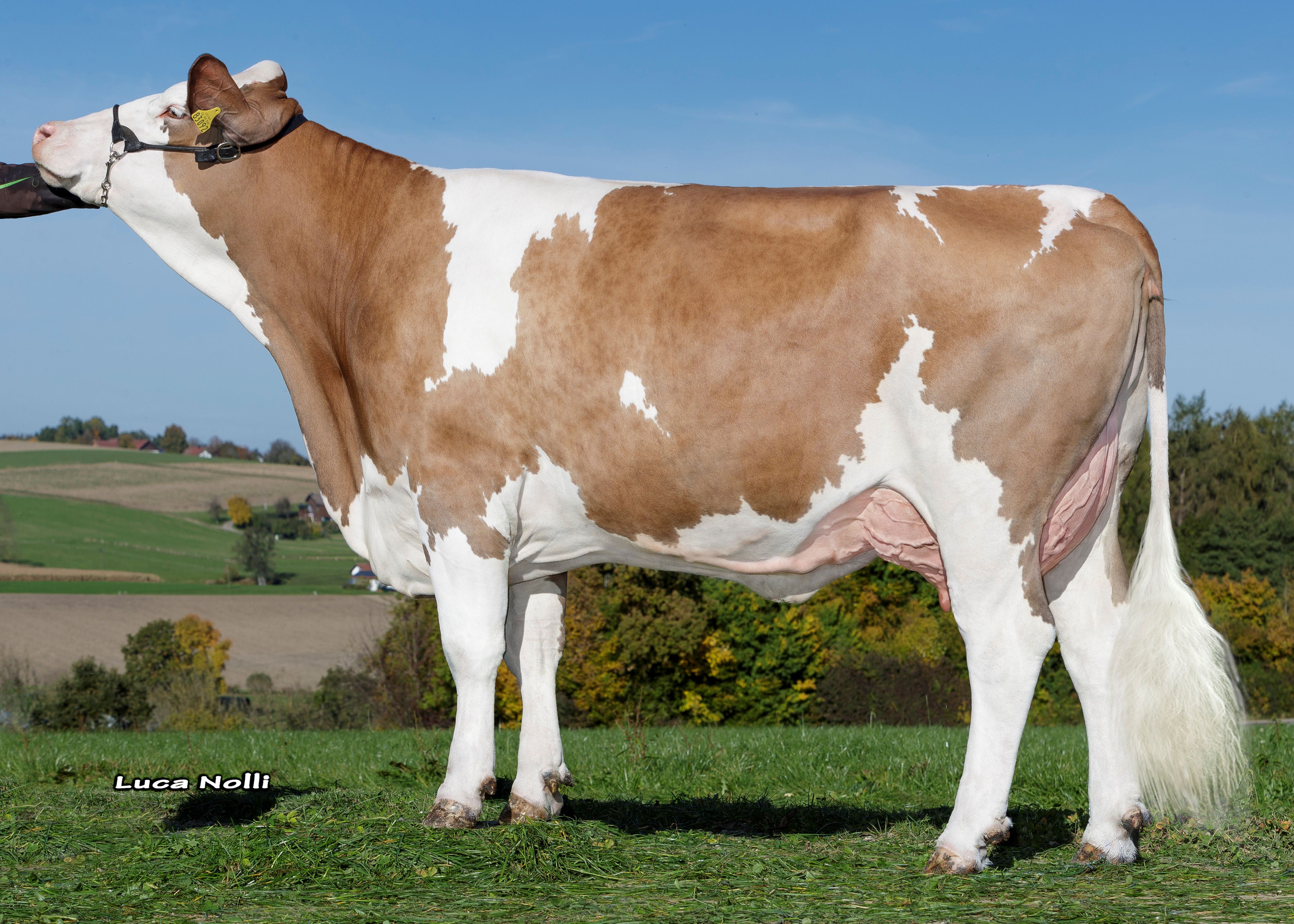 Seilbeck Waterkant Romsa, Daughter of Waterkant