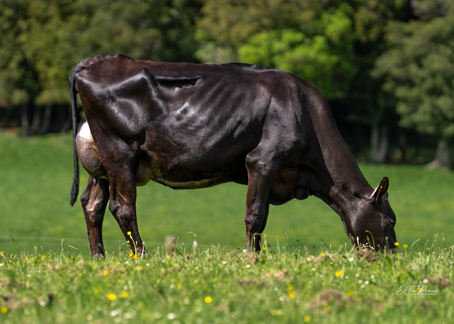 Daughter 537  Foote Dairy & Livestock Limited