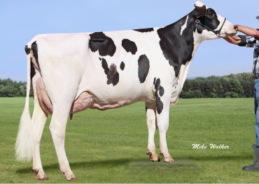 N-Springhope Mom Adore VG-86, 4th Dam of Mr Xin