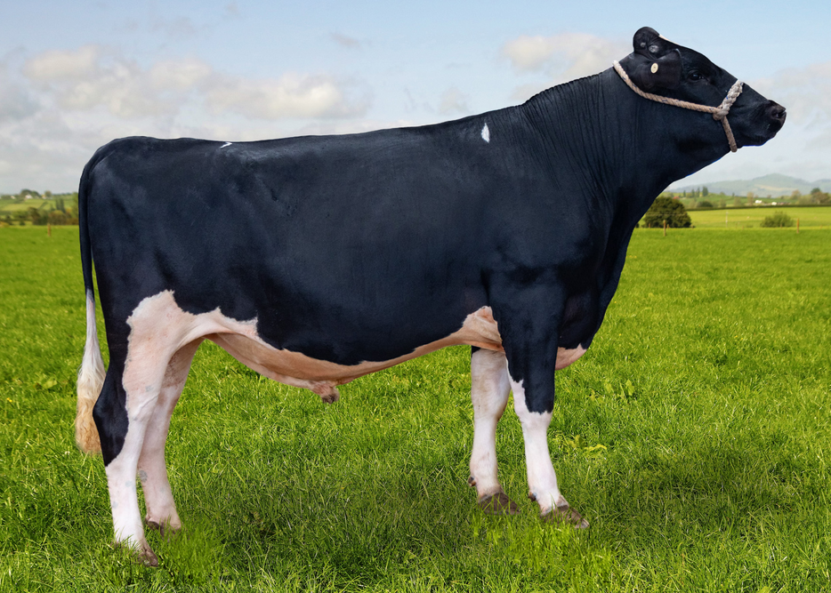 125519 PAPAMOA WY BILLIARDS S2F