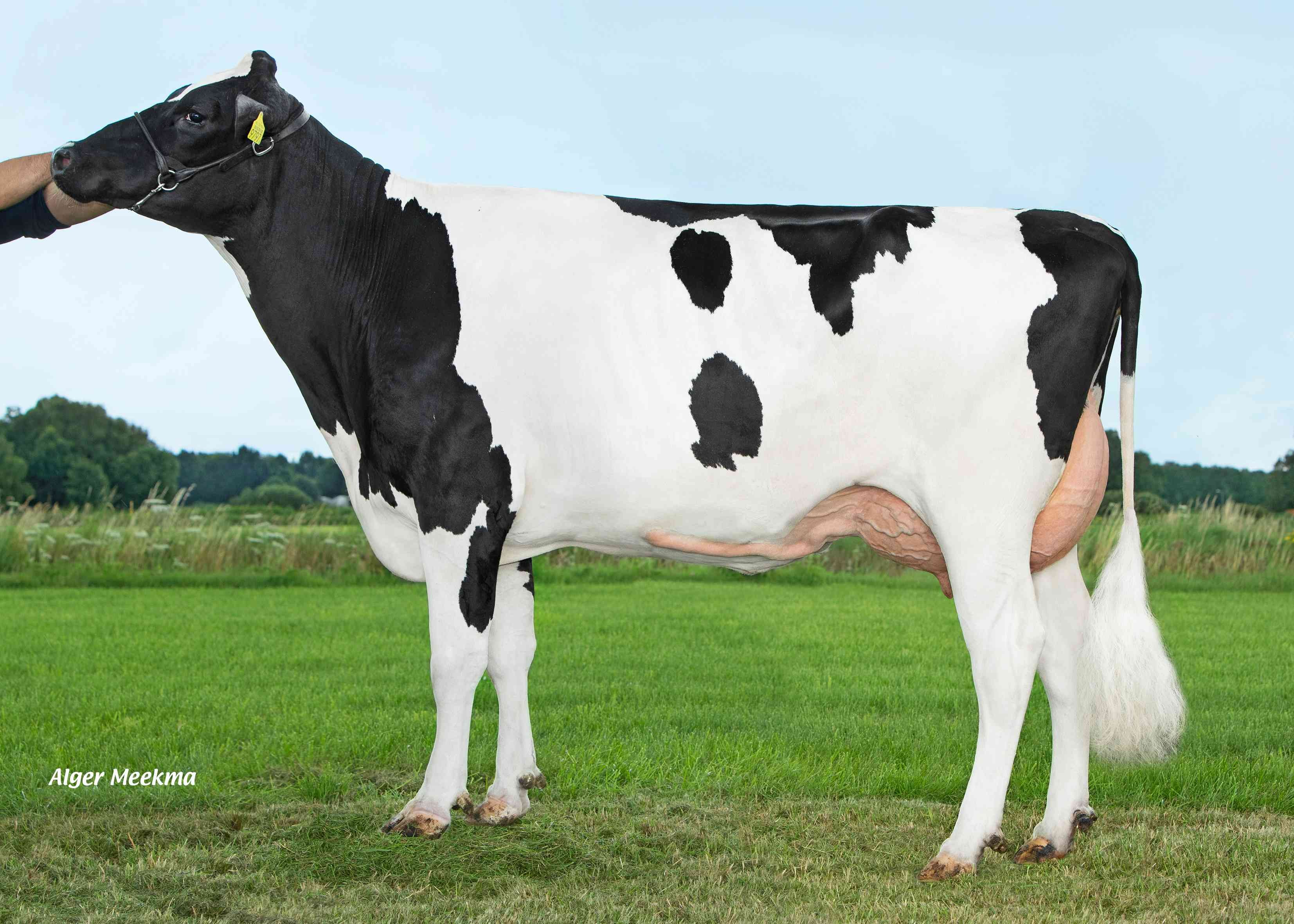 Delta Nell  (s. Launch PP) dam of Kite PP.  owner: K.A.F.M. & L.P.J. Nooijen-Maas, Coevorden