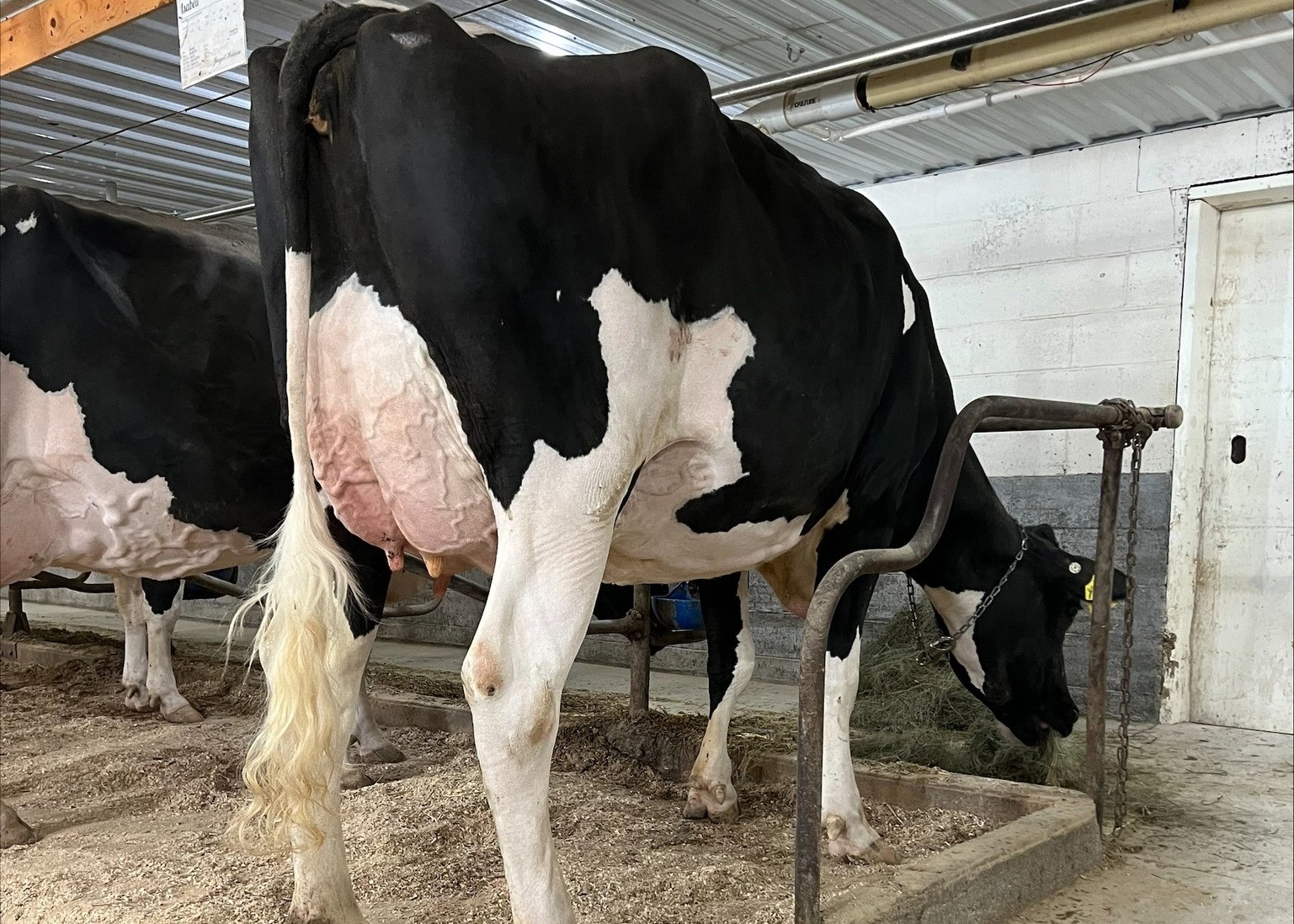 Genosource Parfct Oriole-ET VG-88, Dam of Opulent
