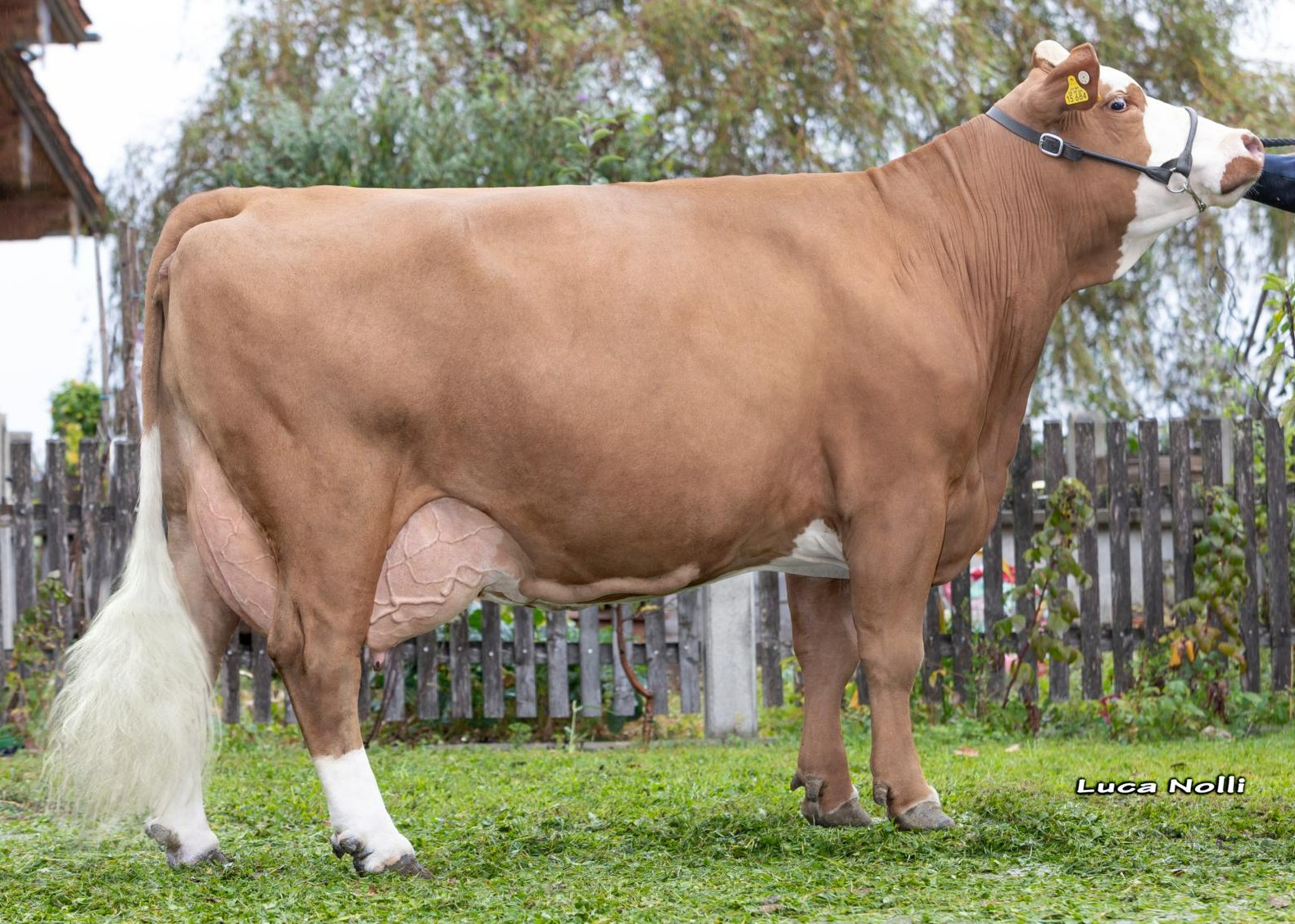 Rose, Granddam of Maraton, 3rd calf Josef Maier, Teisendorf