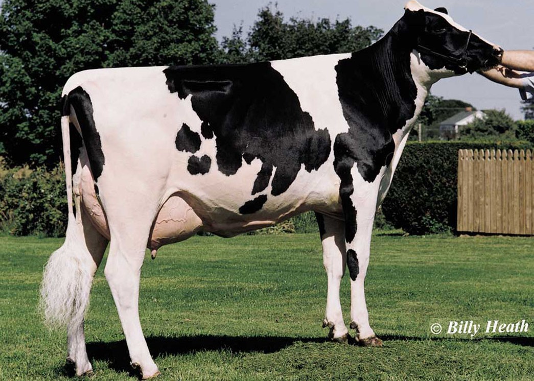 Ladys-Manor Autumn VG-89 GMD DOM, 8th Dam of Shooter