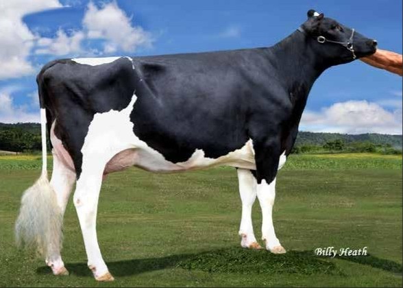 Cherrypencol Lucille-ET VG-85, MGD of Lindstrom