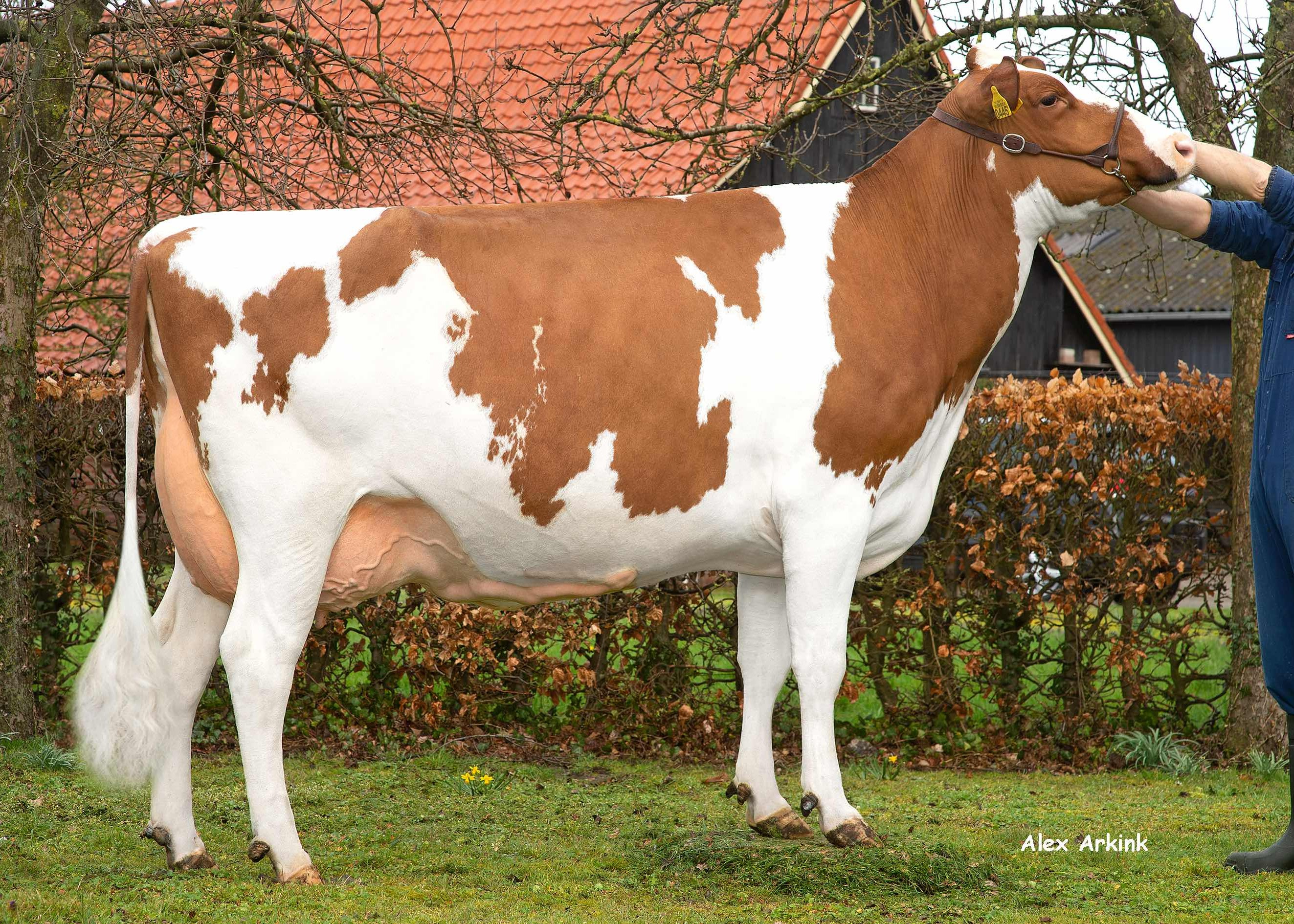 P.M.Sneeuwitje 62 (s. Rody, 3rd lactation) owner: Mts Pinkert, Markelo