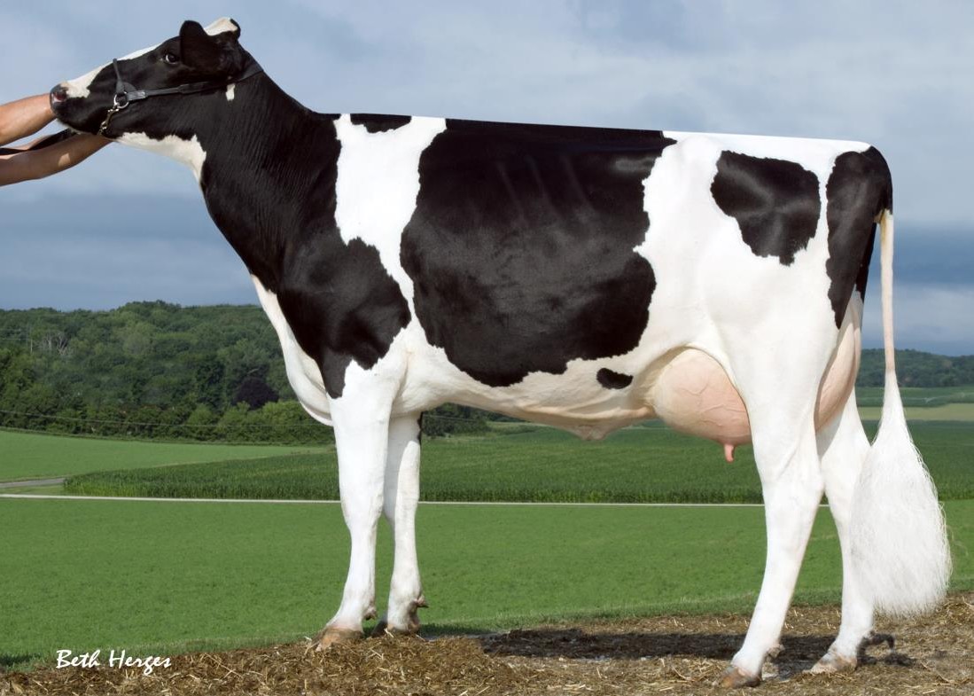 Sandy-Valley Plane Sapphire VG-87 GMD, 6th Dam of Forseti