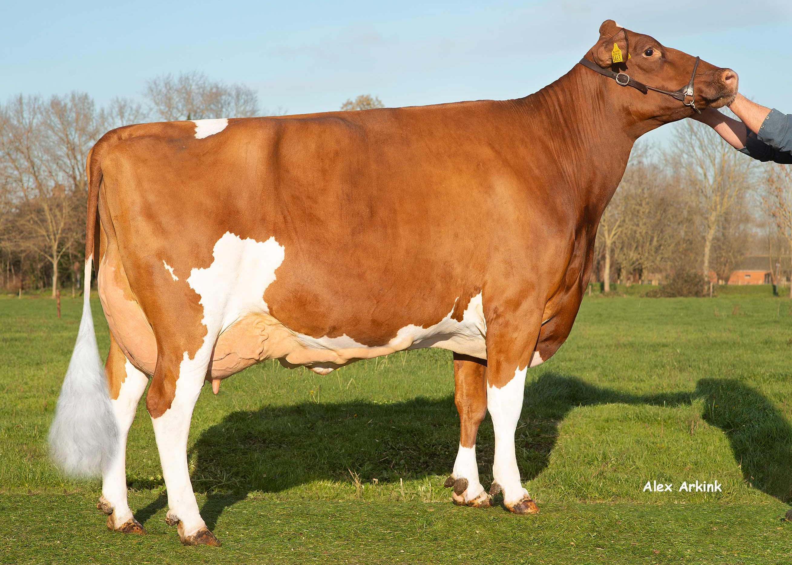 Delta Jill (granddam of Jumpstone-Red), owner. De Cock LV, Sint-Laureins (Belgium)