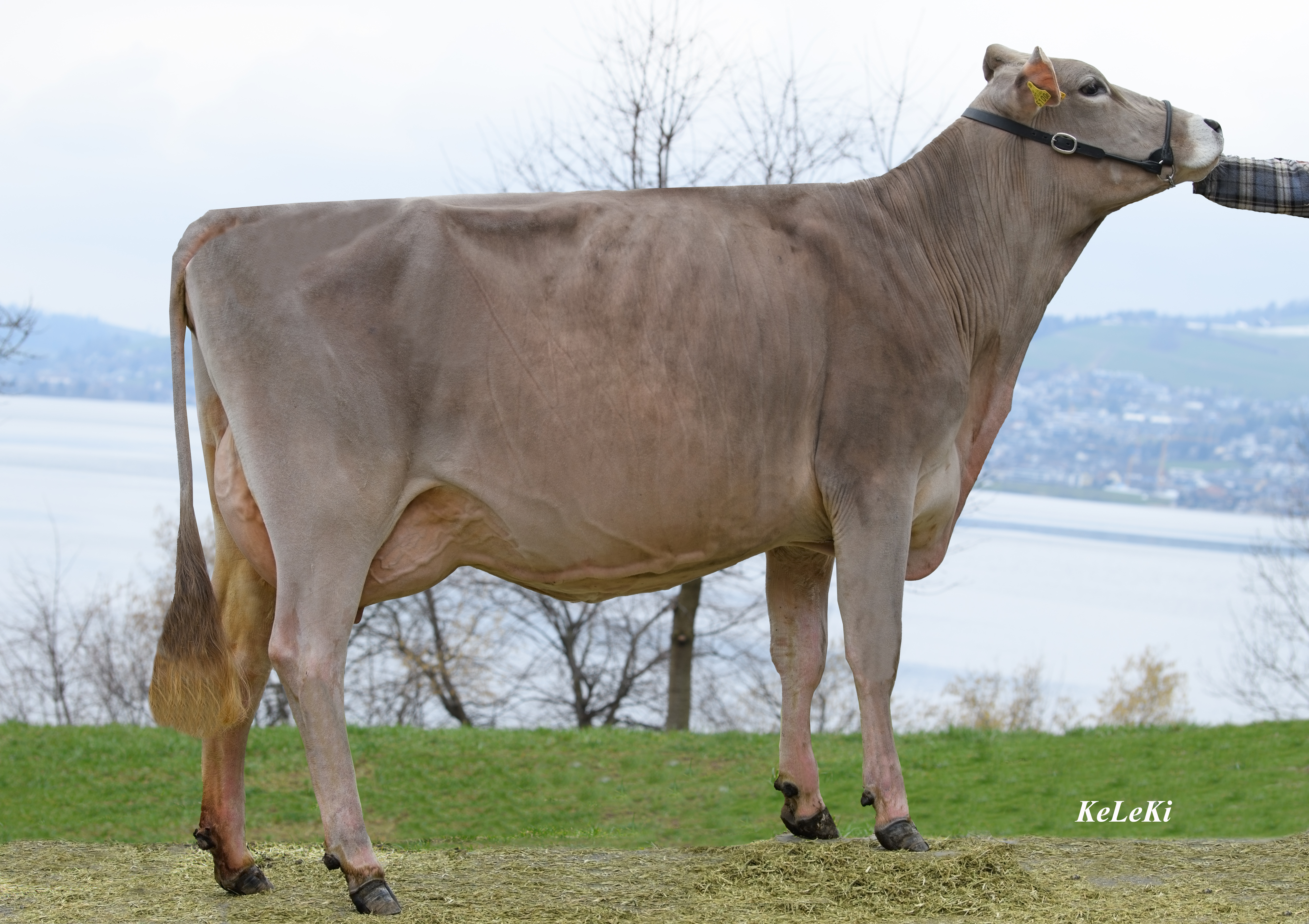 Alexa (v Arif) 1ste lactatie. Eig: Haselmatts