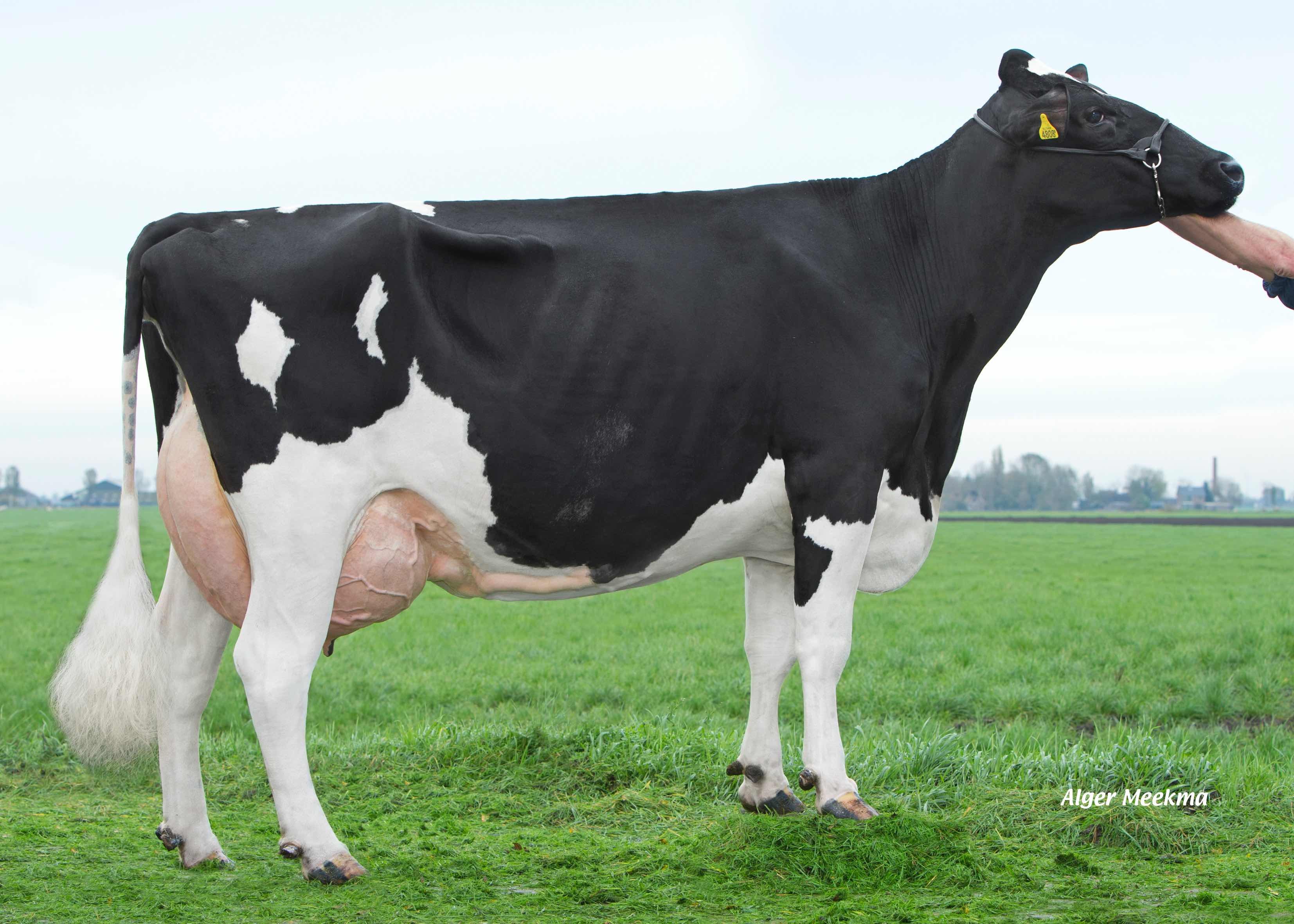 Bles 291 (granddam of Blessing) owner. Mts. D.C. & S.M. Koster-de Jong, Berkhout