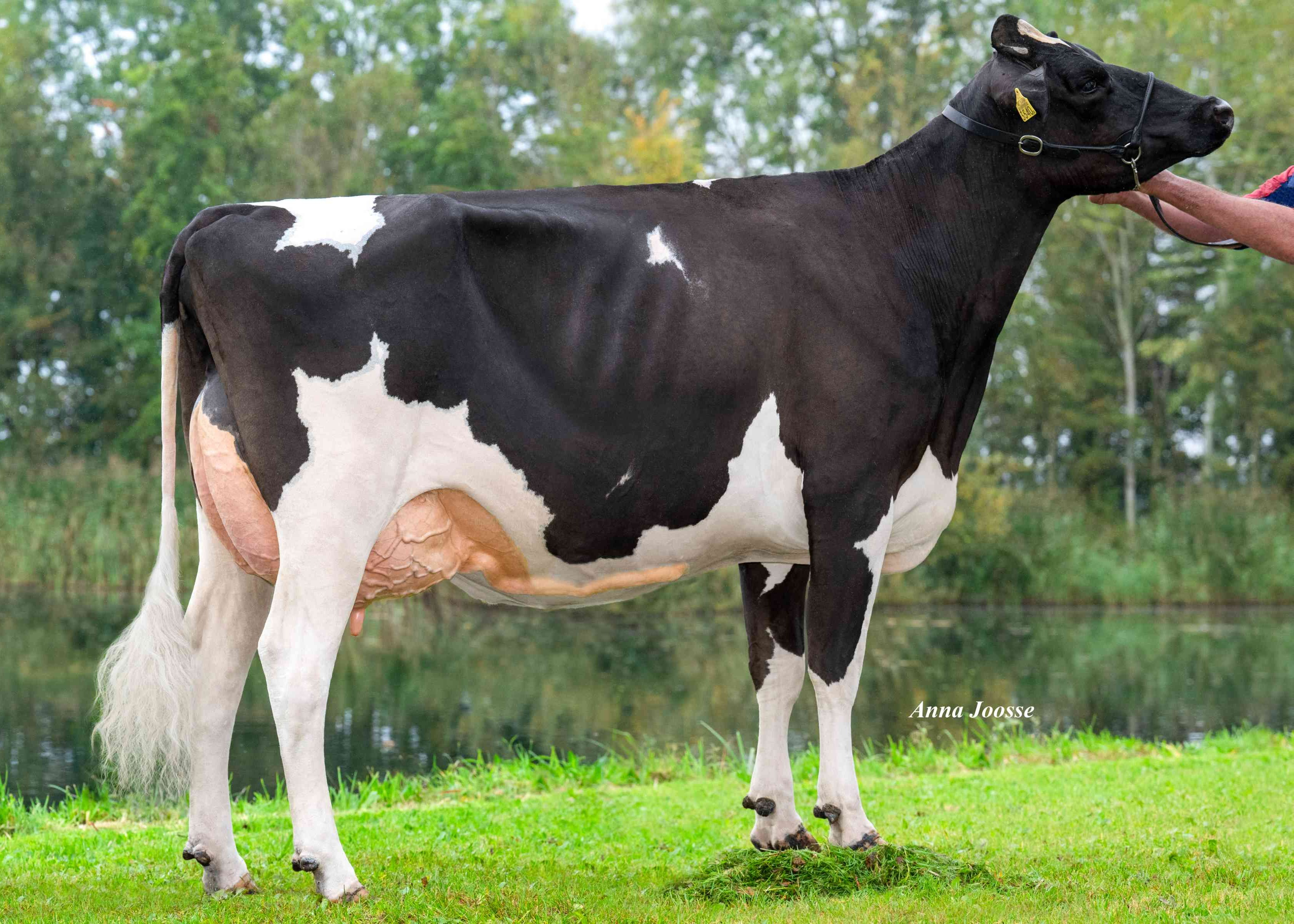 Martha 3540 (v: Imperial, 2e kalfs) eig.: Melkveehouderij Plender, Kamperveen
