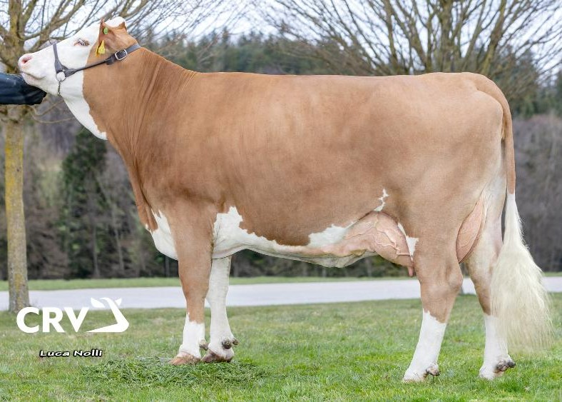 642 1ste lac. v. Montasio