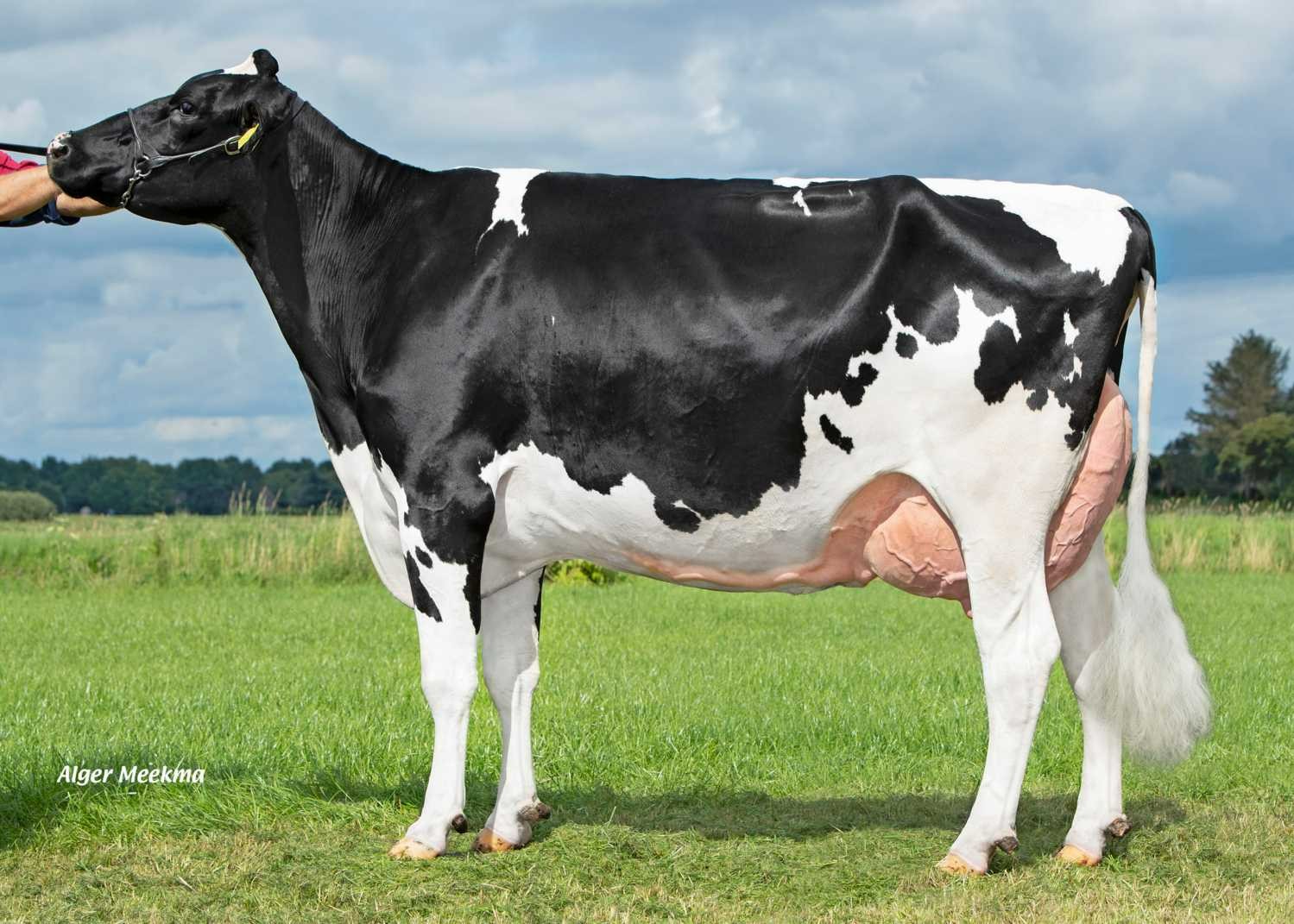 Delta Marga (s. Martin), MGD of Country P-Red