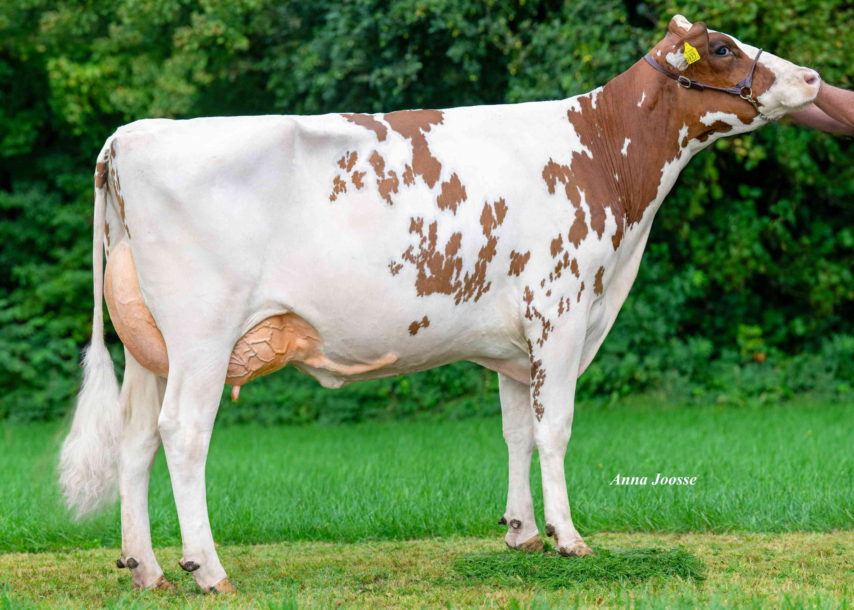 Broekhuizen Petra 57 (half-sister Peter P) owner: Melkveebedrijf De Broekhuizen, Dalfsen