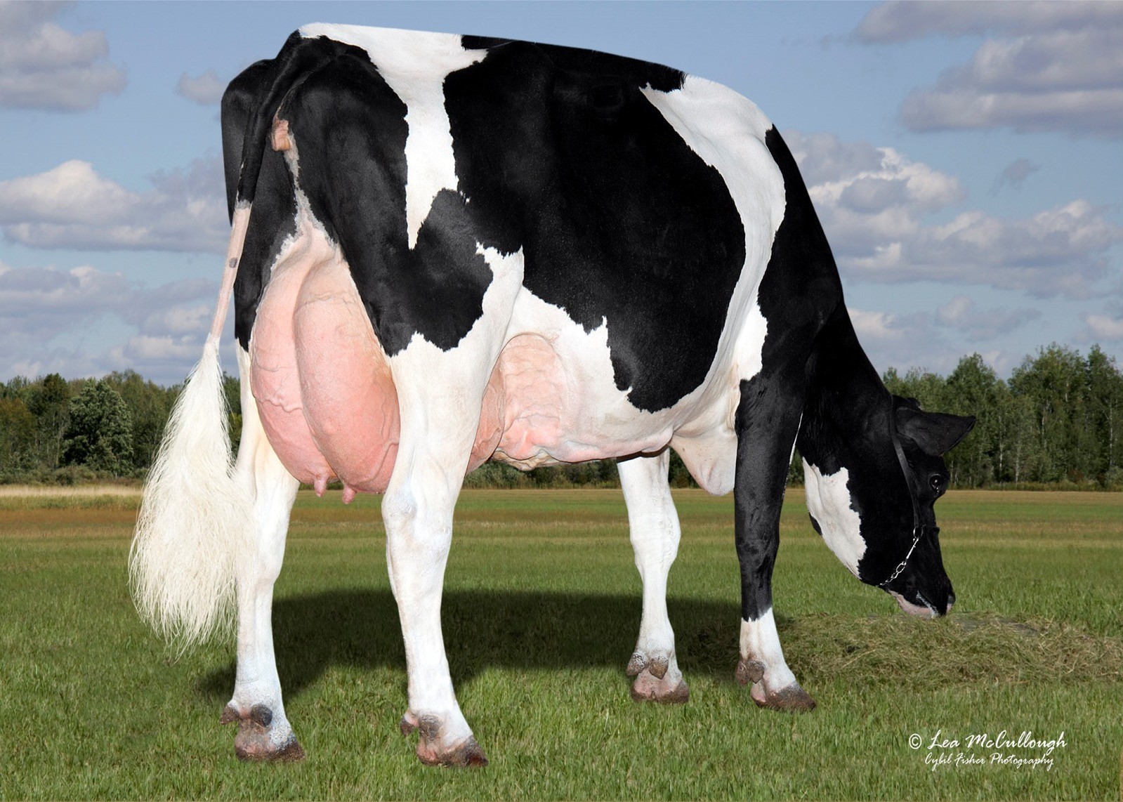 Aurora Iota 11727 VG-88 DOM, 6th Dam of Phelps