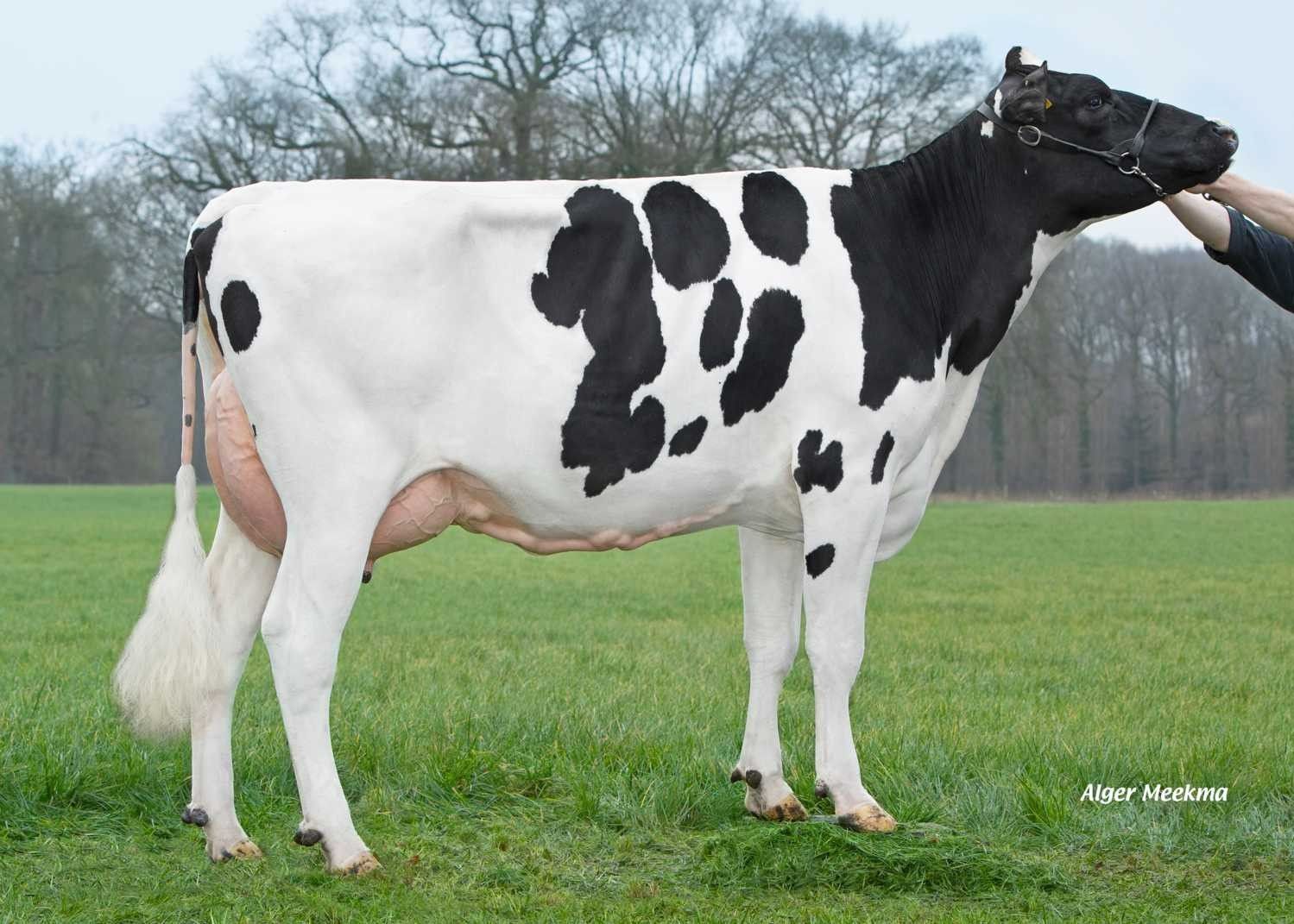 VDR Sandra 34 (s. Amuse), dam of Spike. Owner: H.J. van de Riet, Markelo