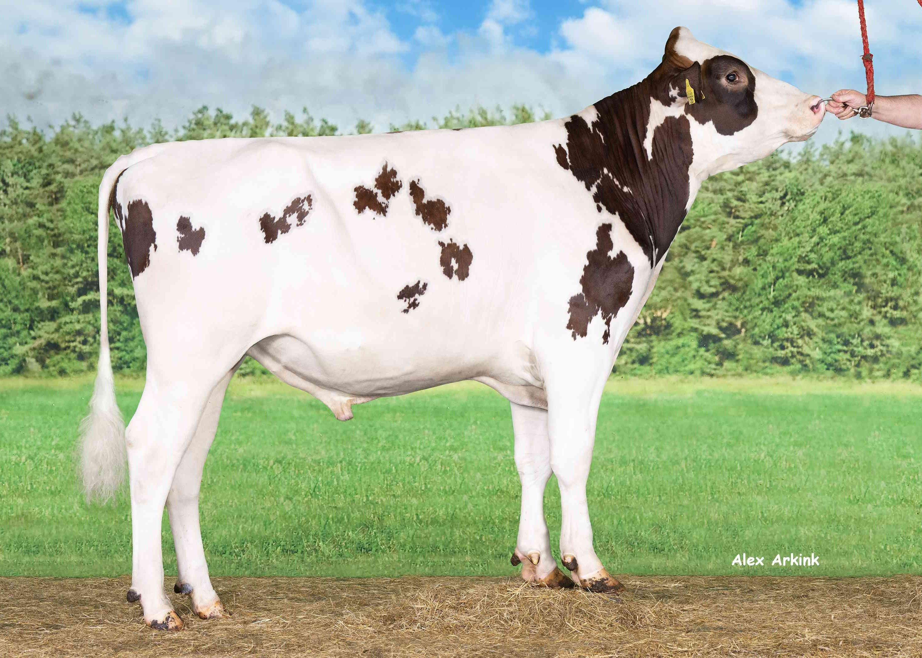 Delta Bobster PP-Red