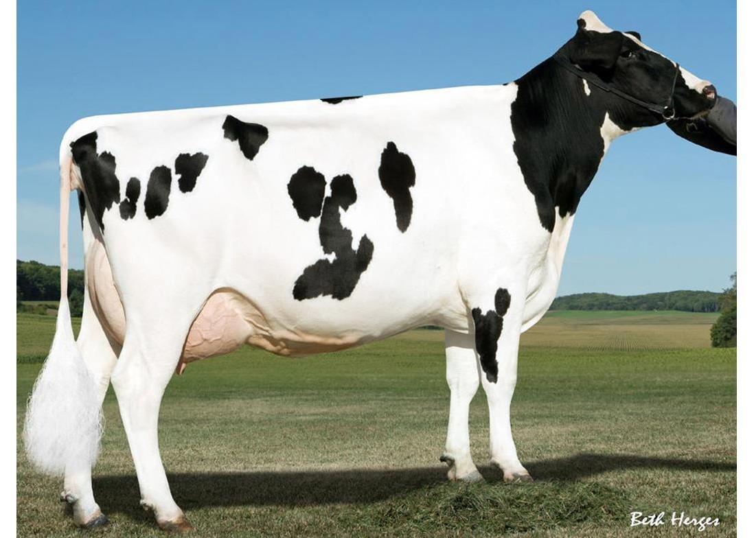 Pine-Tree Monica Planeta-ET VG-86 GMD DOM, 4th Dam of Slattery