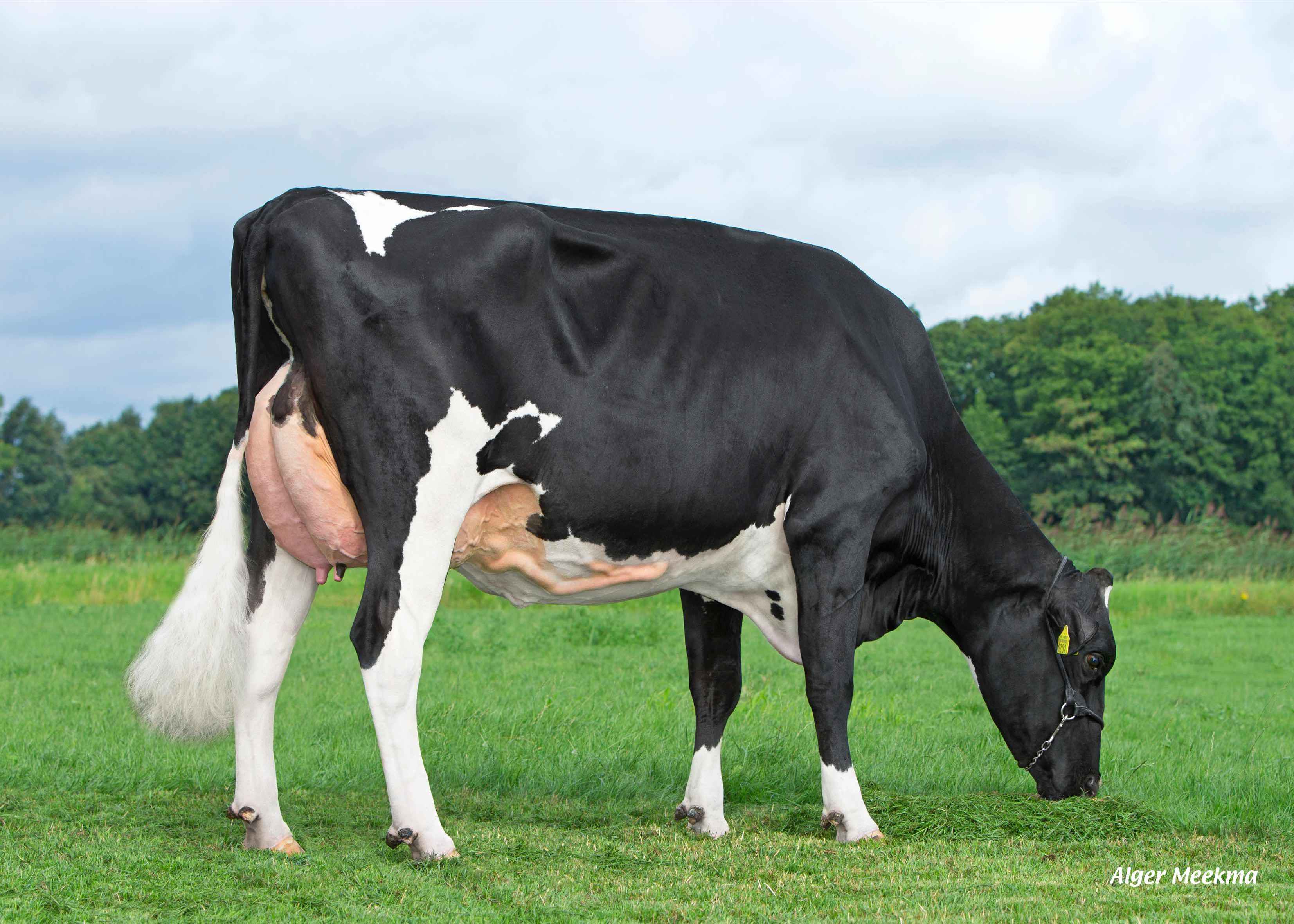 Carla 160 (second lactation) owner: Dairy farm De Groot VOF, Lierop