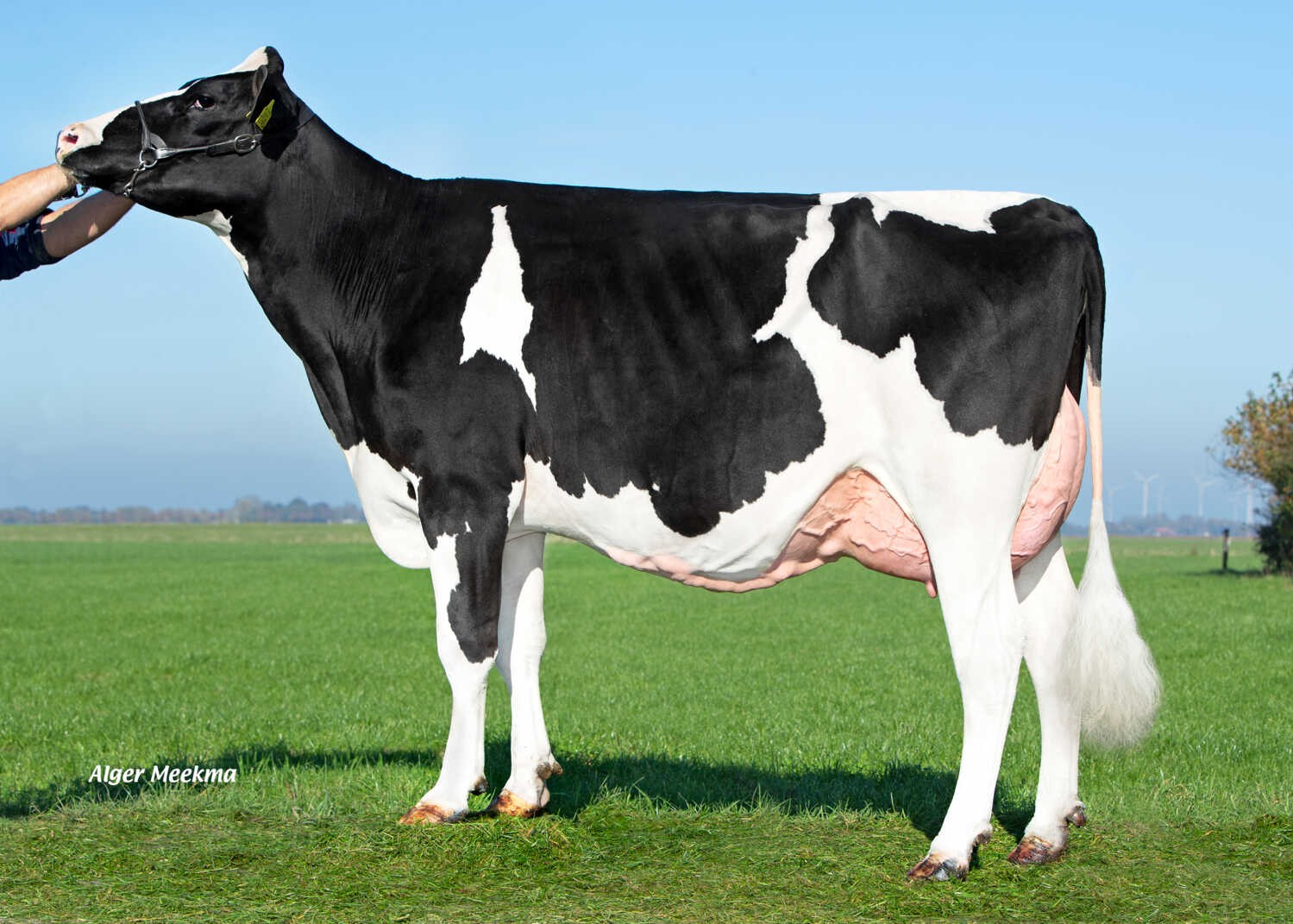 Delta Jutta (s. Xander), MGD of Delta Excelsior