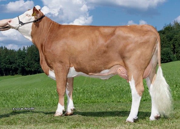 1st calf Hera, owner:  Krug Johannes, Babensham (Germany)