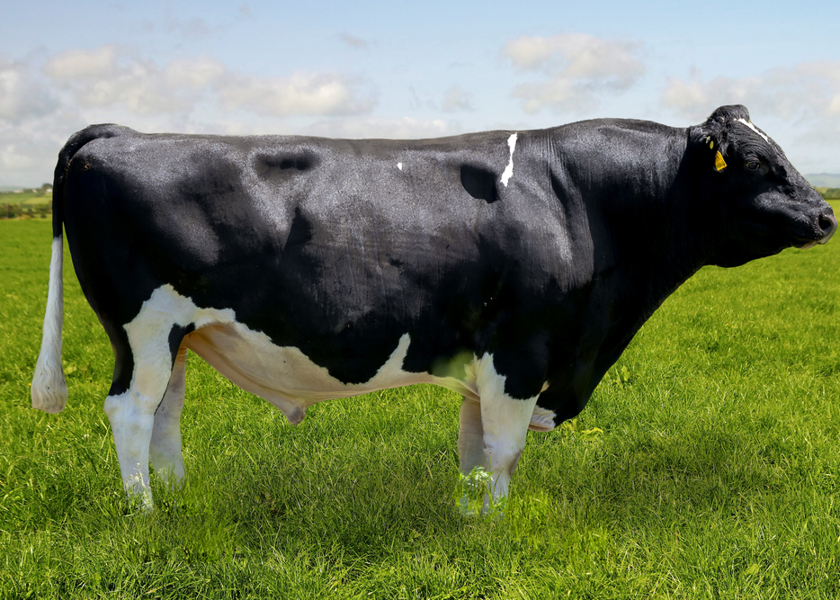 121531 OAKLINE TR LOCKDOWN S2F