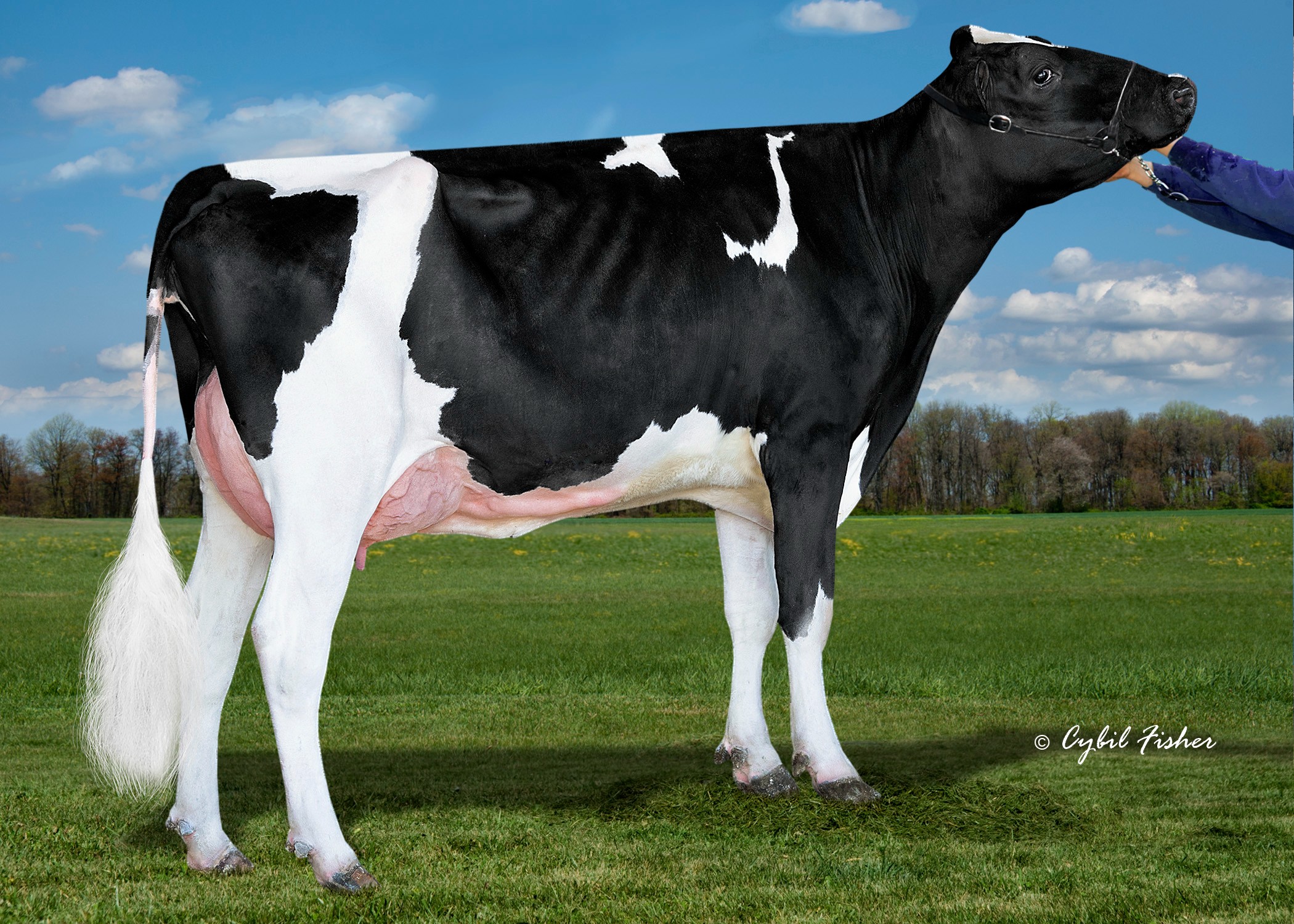 Peak Rover Eleonore (s. Rover), dam of Lifehack