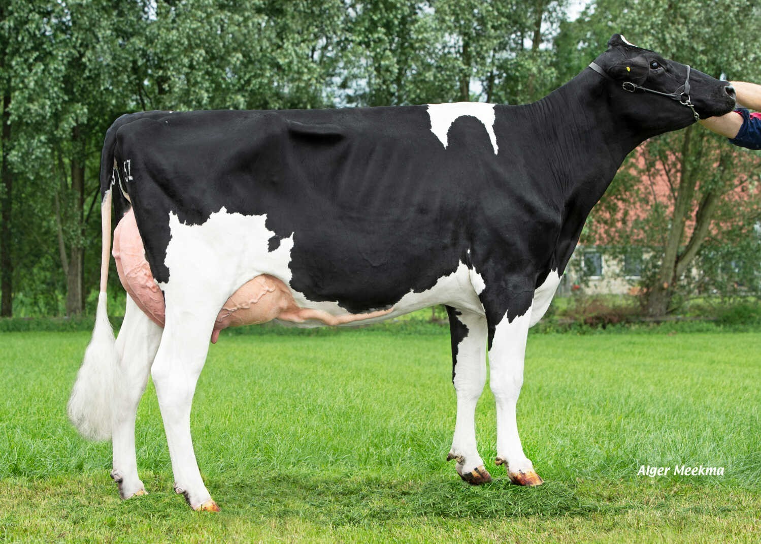 Delta Tammi (s. Fair Play P), dam of Monarch