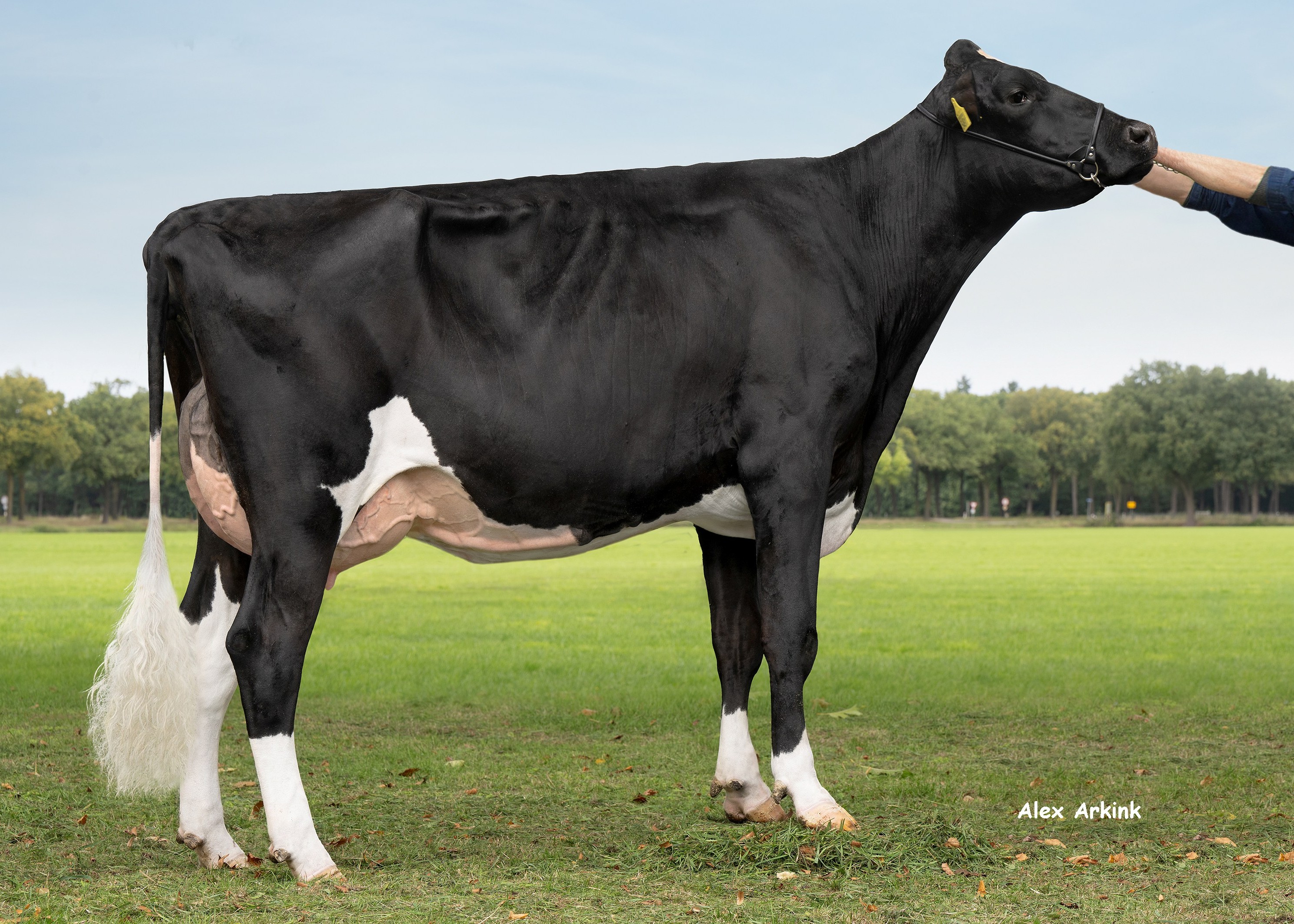 Zandenburg Zuri Ebony, Daughter of Zuri