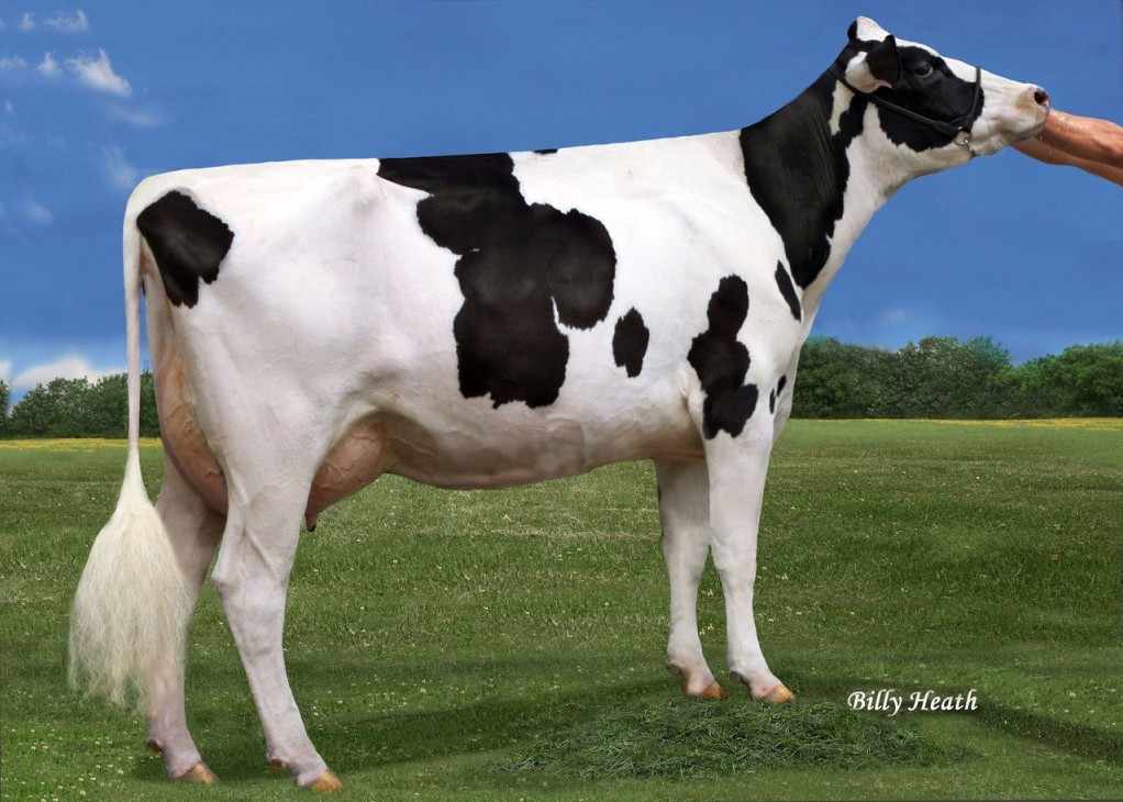 Harvue Iota Evies Jewel-ET VG-85 DOM, 4th Dam of Zaz