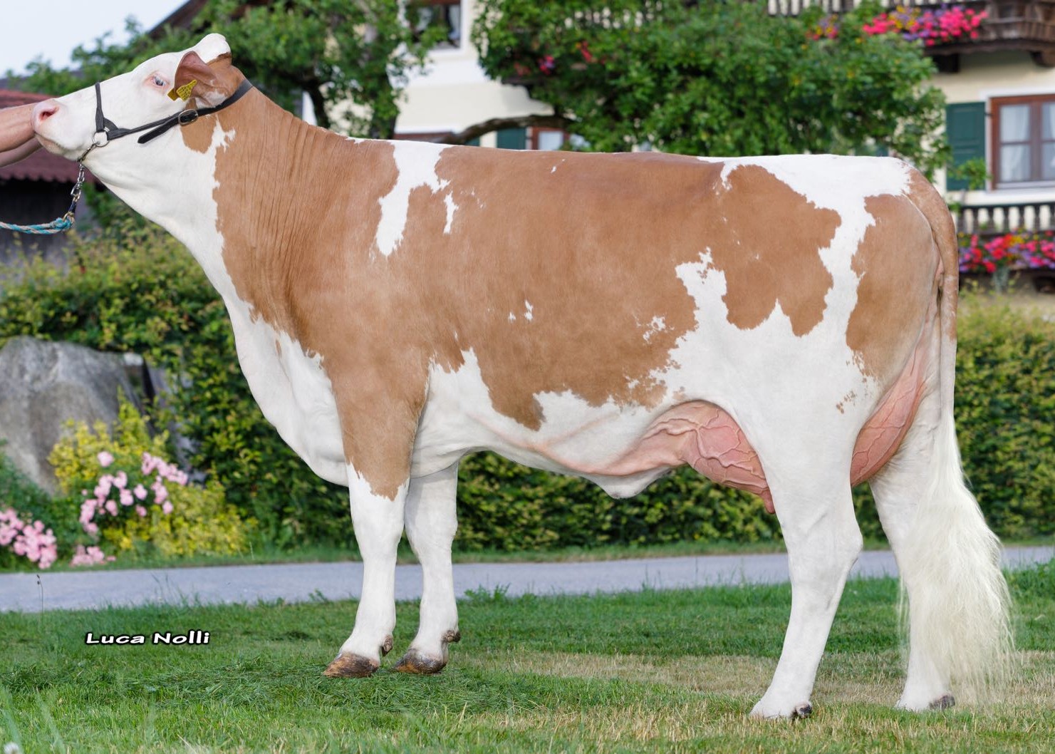 1st calf Cascada, owner: Feckl Gerhard u. Maria (Germany) 