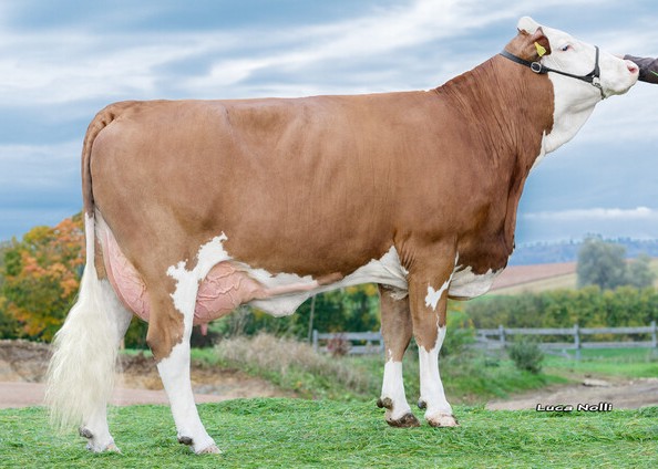 Geno, great great granddam of Somic PP 1st calf Schürer-Hammon GbR, Oettingen