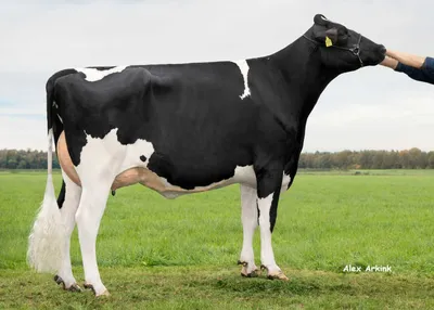 WKM Nothing Else, moeder van Time Jump P