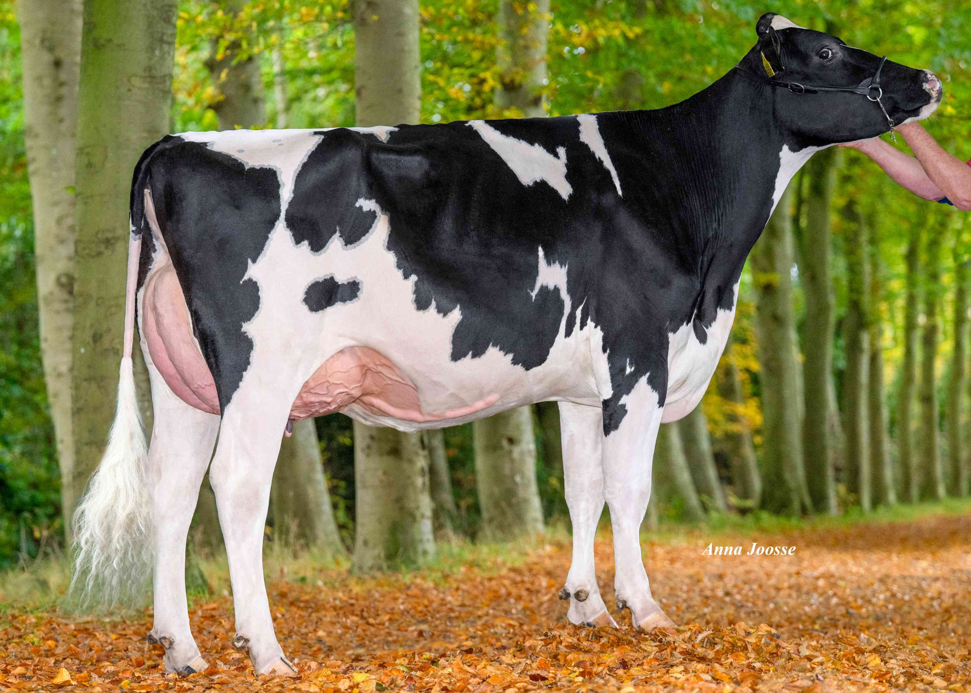 Broeklander HiPo Fman Laila (s. Fugleman) owner: Veehouderij Broeklanden Vof, Oldebroek