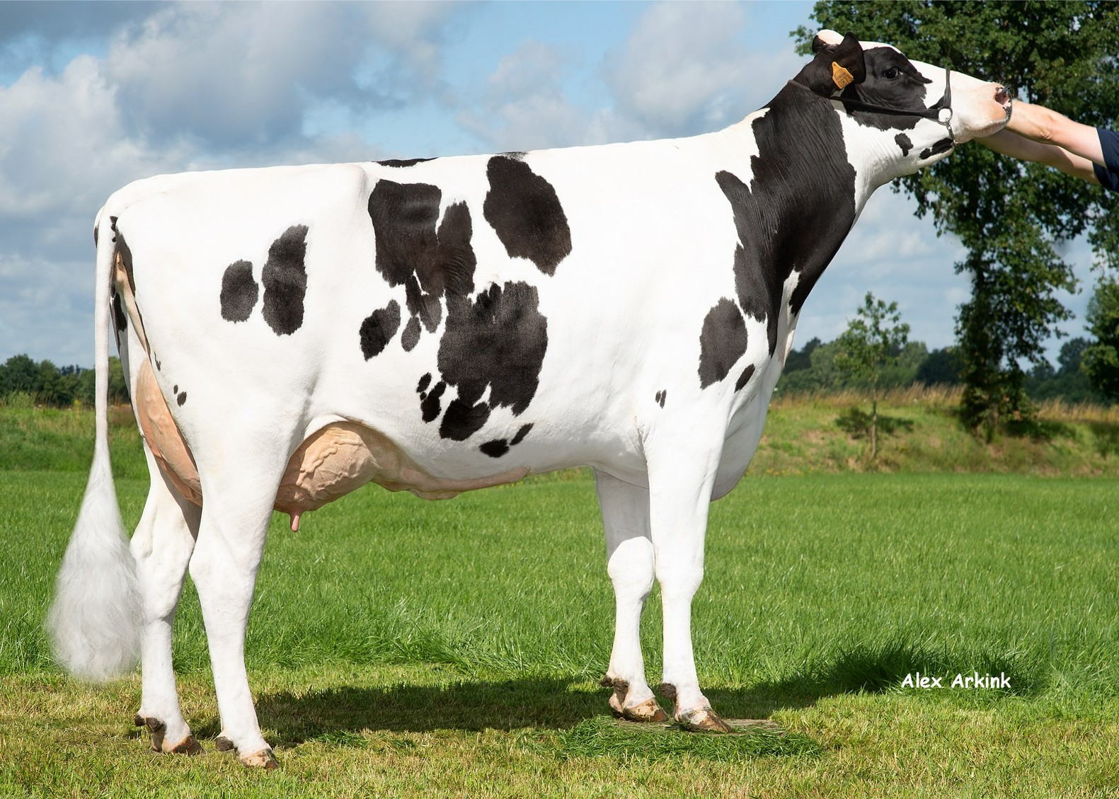 Nora v.h. Zomerbloemhof (s. Legendary), MGGD of Pact P