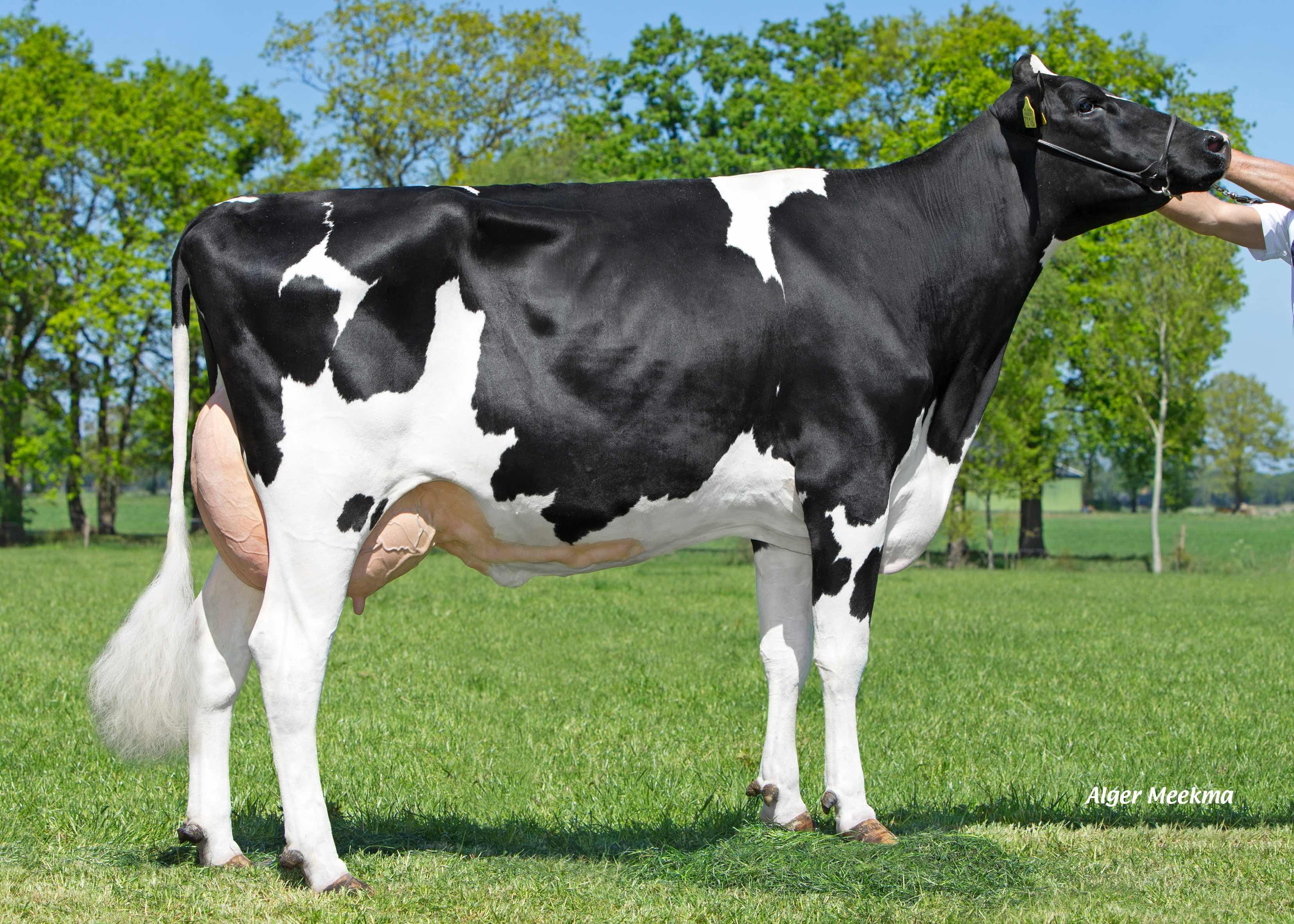 Red Rocks Massia 151 (dam of Bookmaker P Red) owner: Dairy farm Wesselink Vof, Beilen