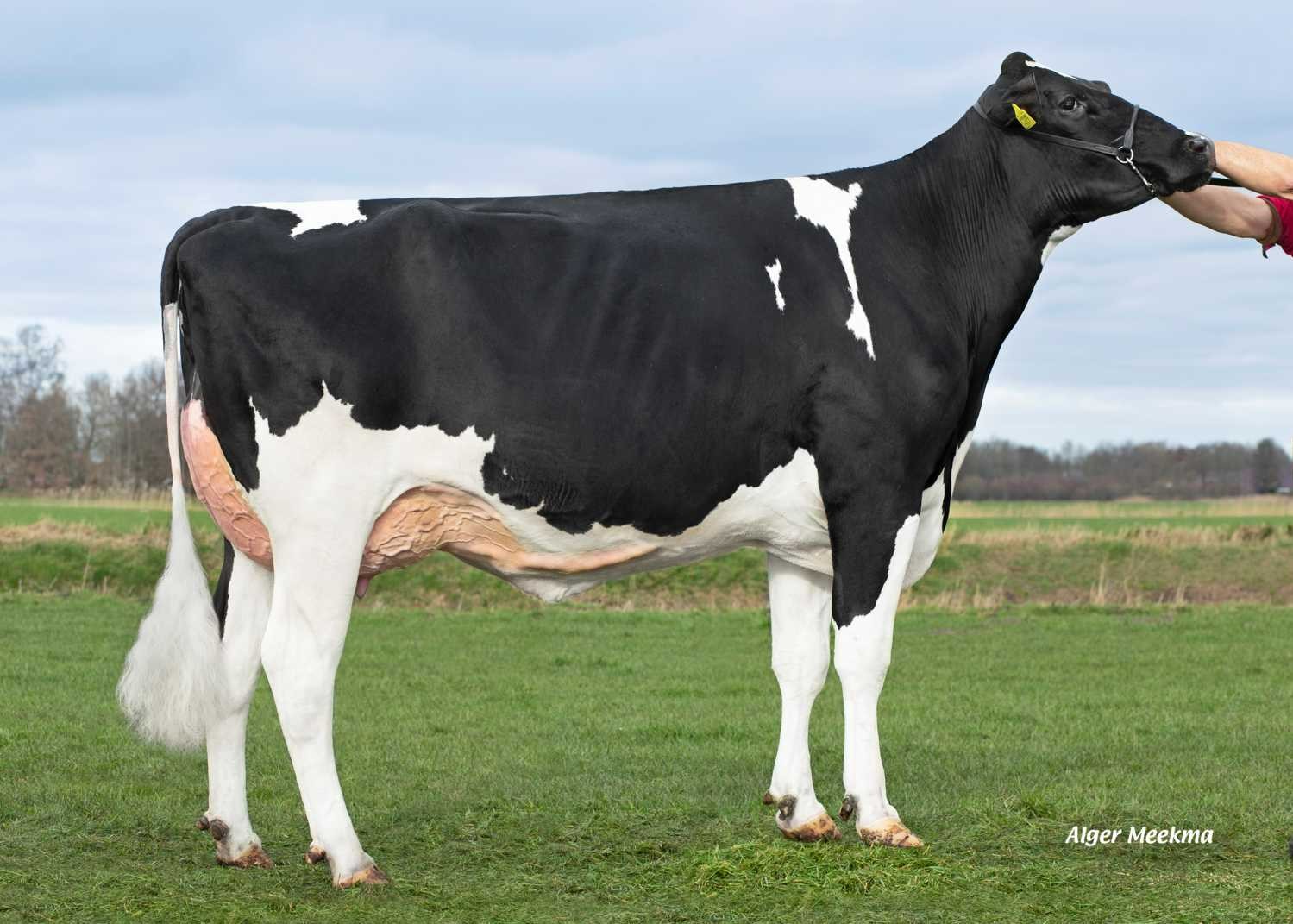 Delta Philou P (s. Builder P), MGGD of Richman PP-Red