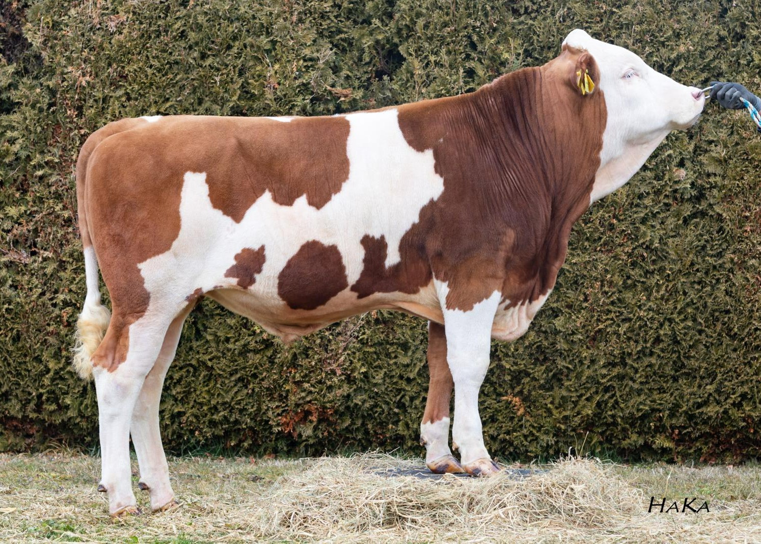 Hotrock, breeder: Martin Daberger, Frauenneuharting