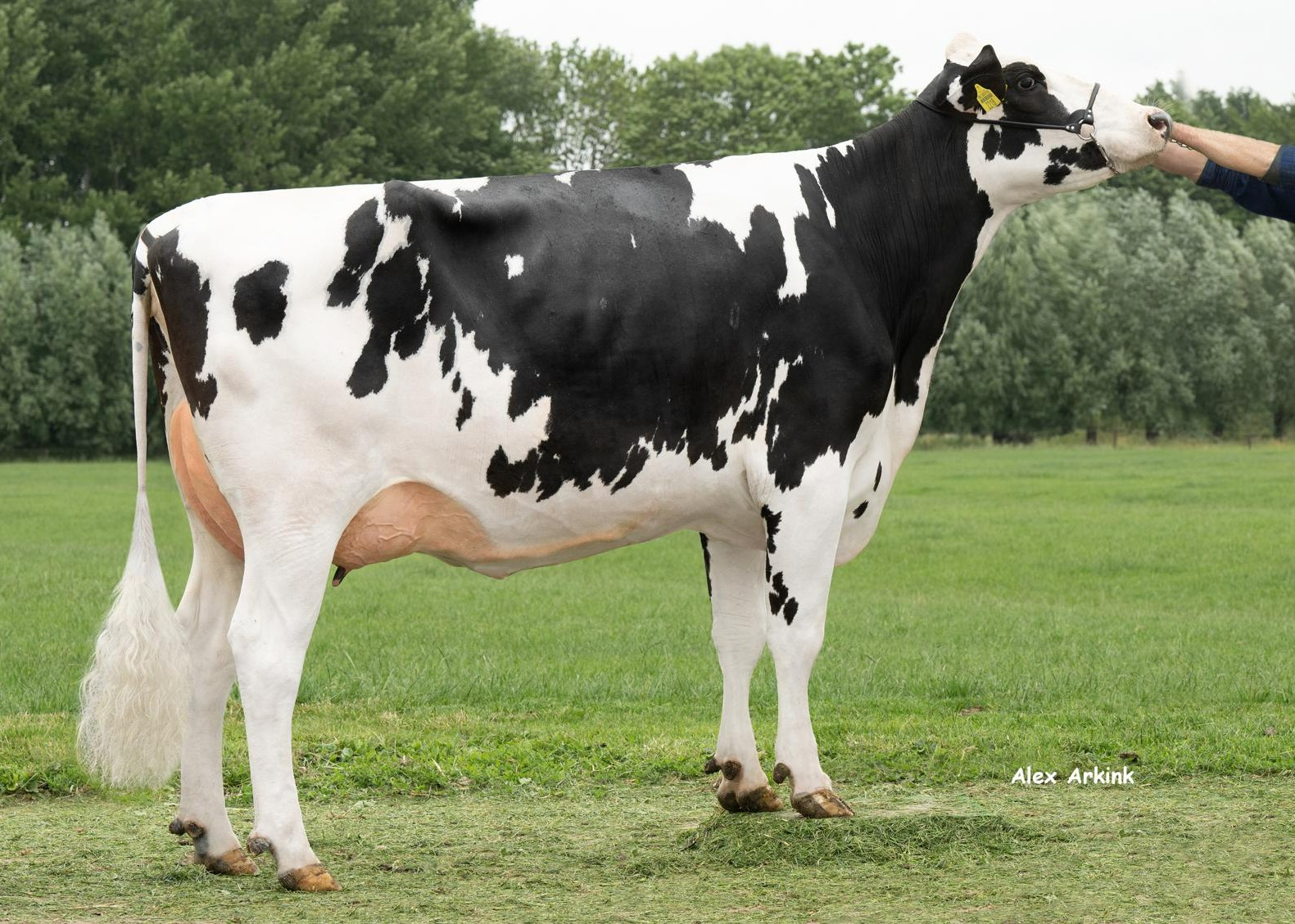 Delta Millie (s. Beachboy), madre de Casper