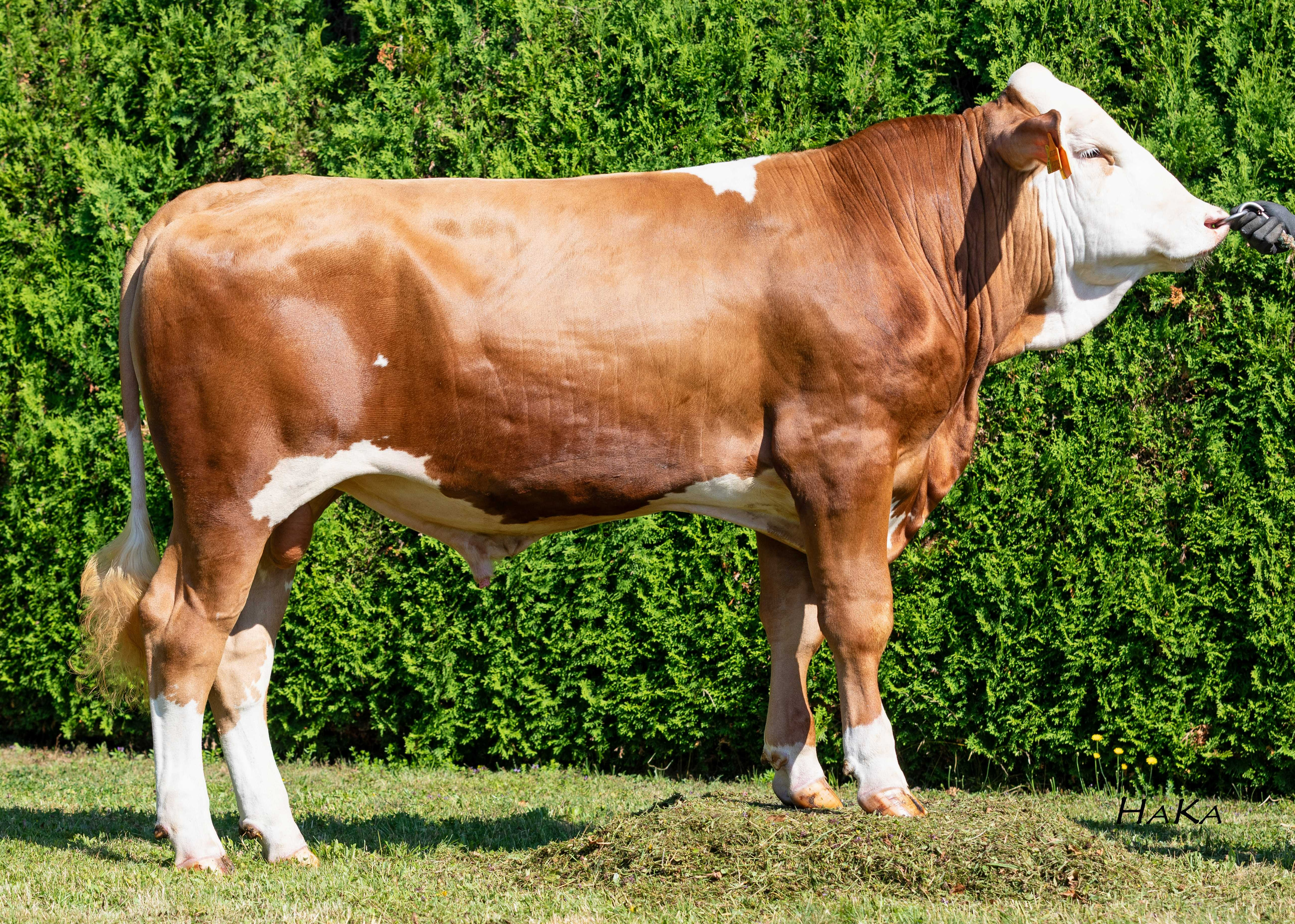 Ikaros PP, Breeder: Andreas Bernauer, Emertsham
