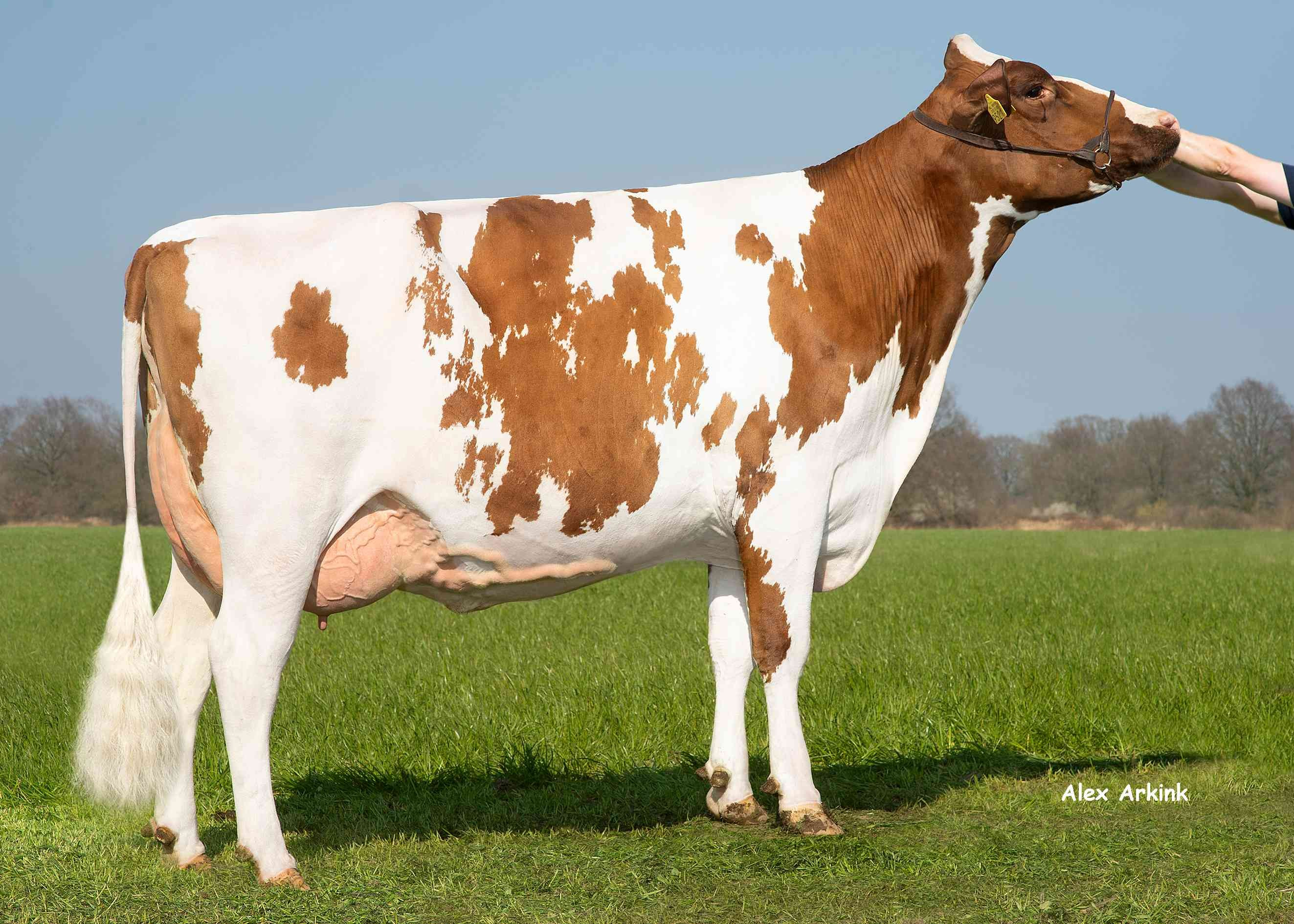 Delta Desley (moeder Autarky PP) eig.: Barendonk Holsteins VOF, Beers Nb