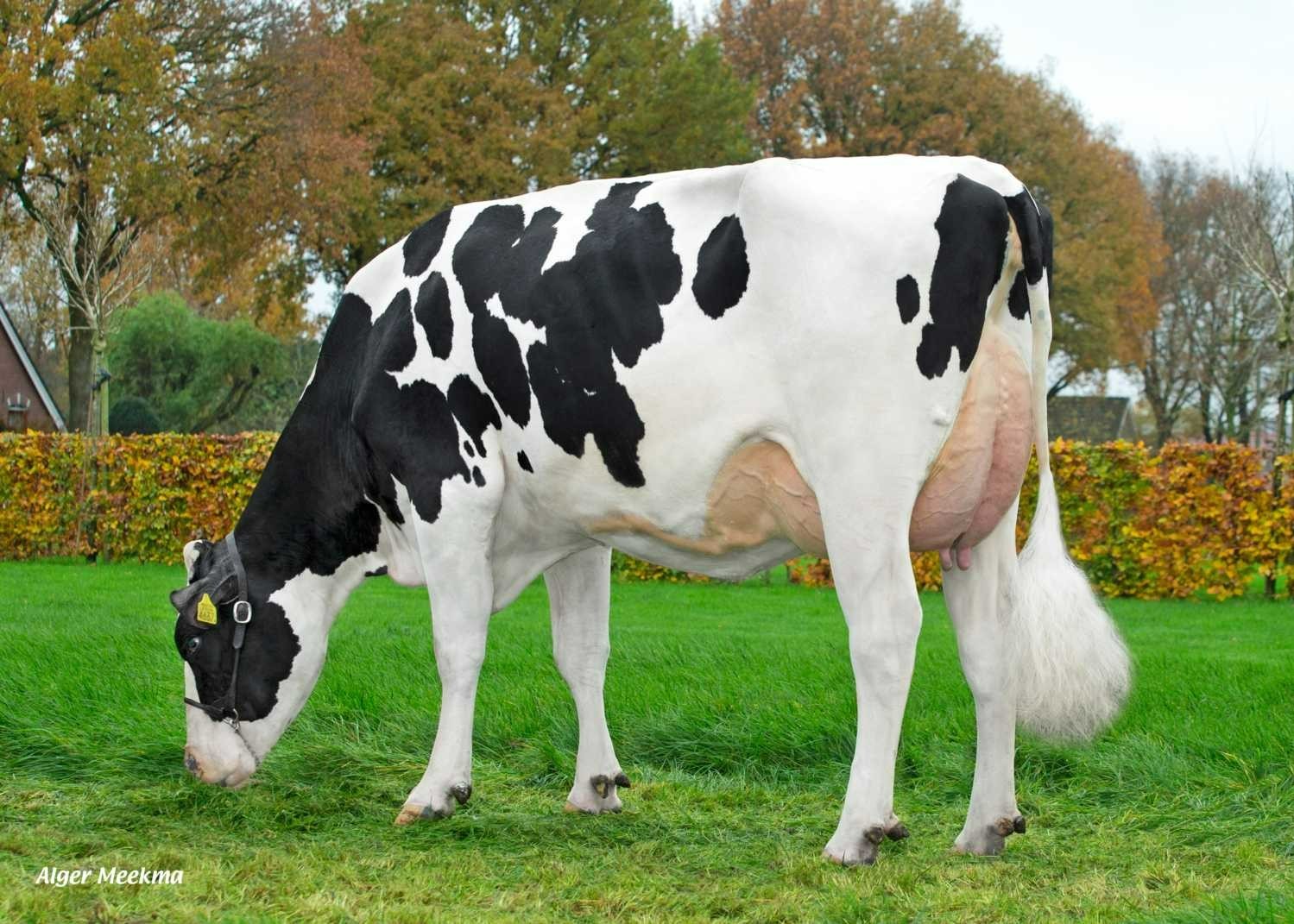 Delta Clara (s. Cyrano), MGGD of Showcase