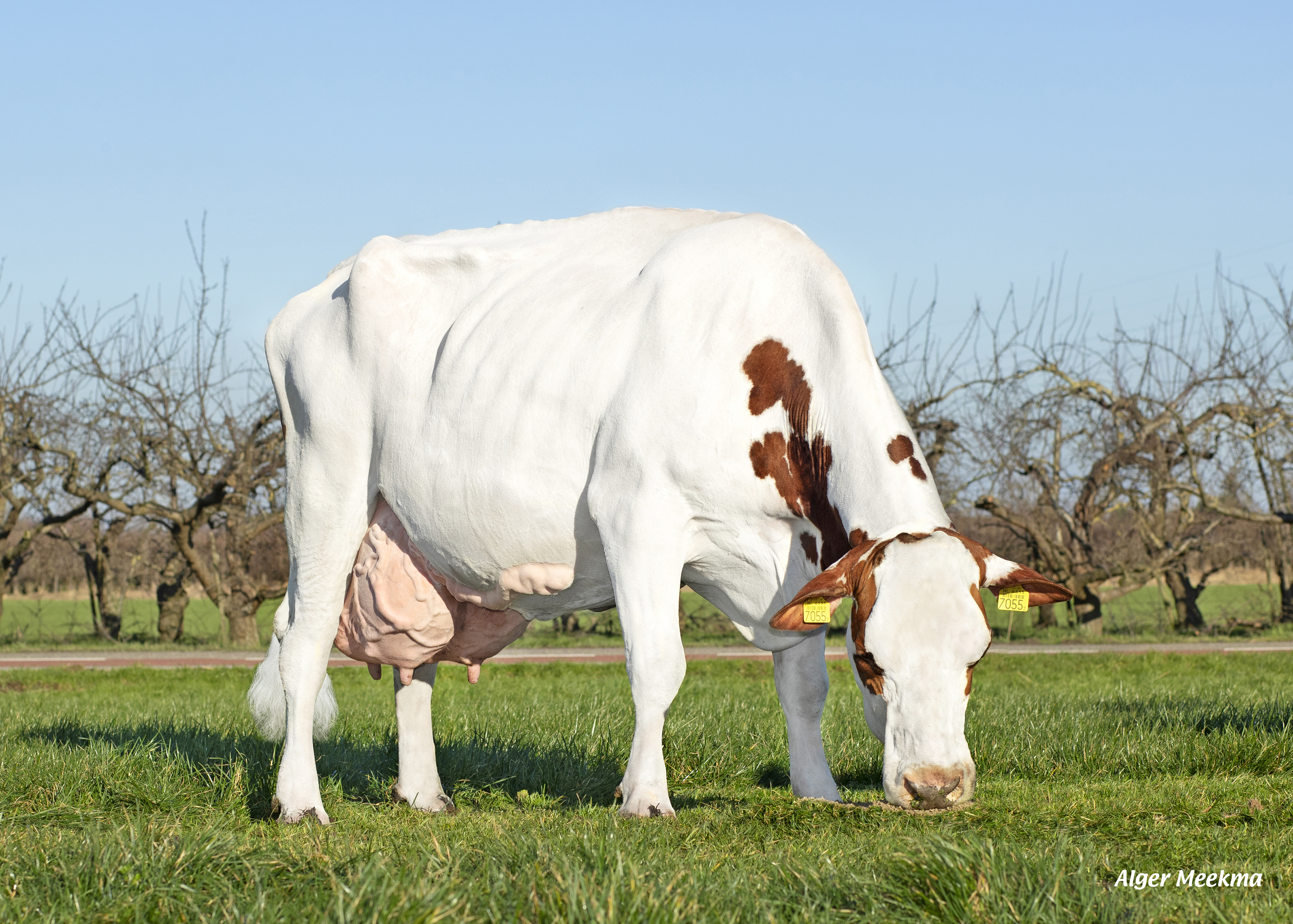 Simmy 81, moeder van Korper. AB 88. fokker: H.M. van Versendaal
