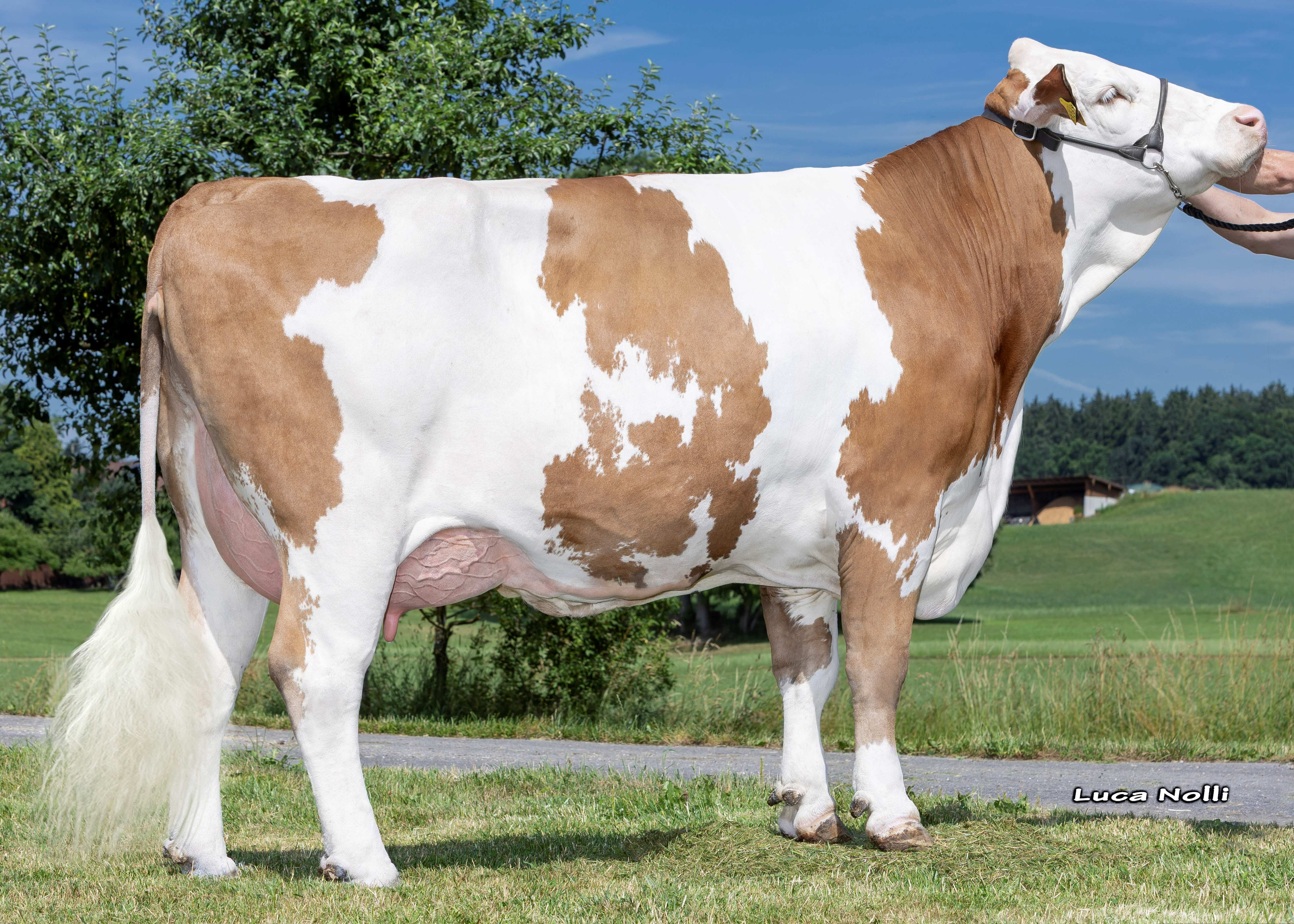 Florida, Dam of Hotrock, 1st calf Martin Daberger, Frauenneuharting