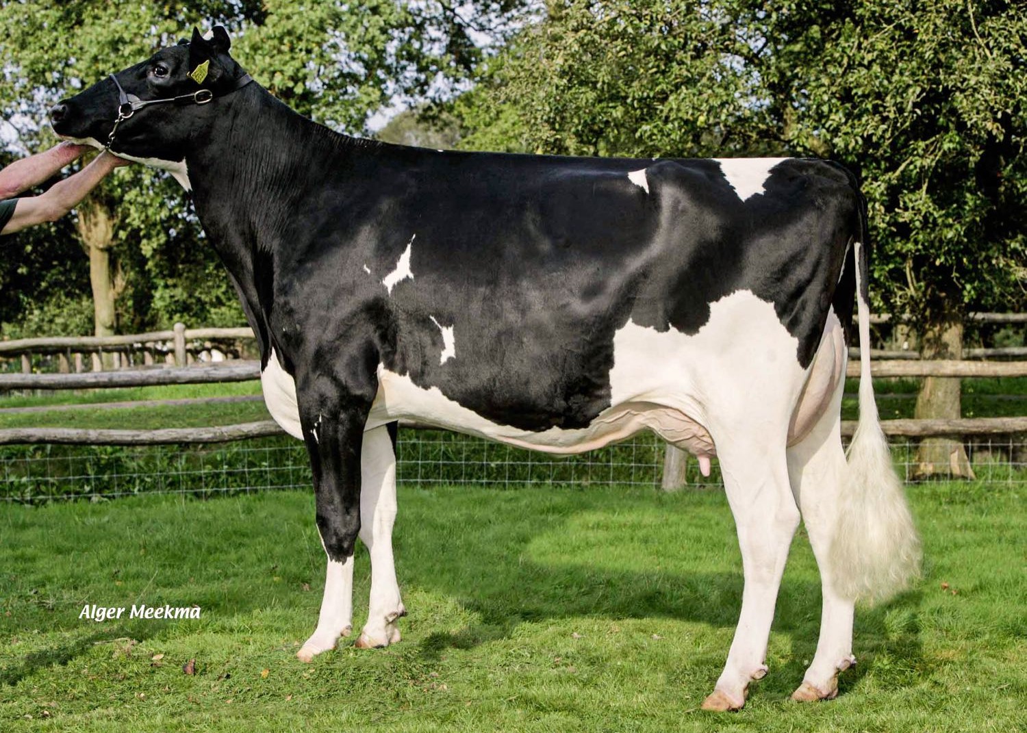 Bouw Goldwyn Femmy, 5th dam of Flagstone